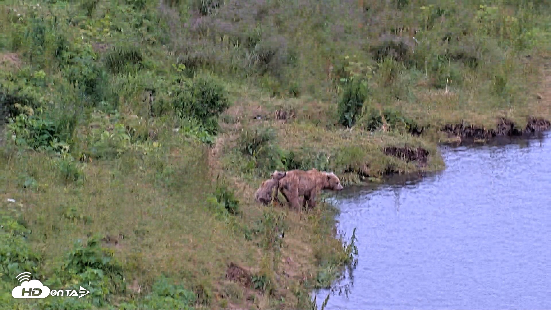 Snapshot of Kodiak Alaska Brown Bears Live Webcam taken Aug 3, 2026, 4:03pm AKDT