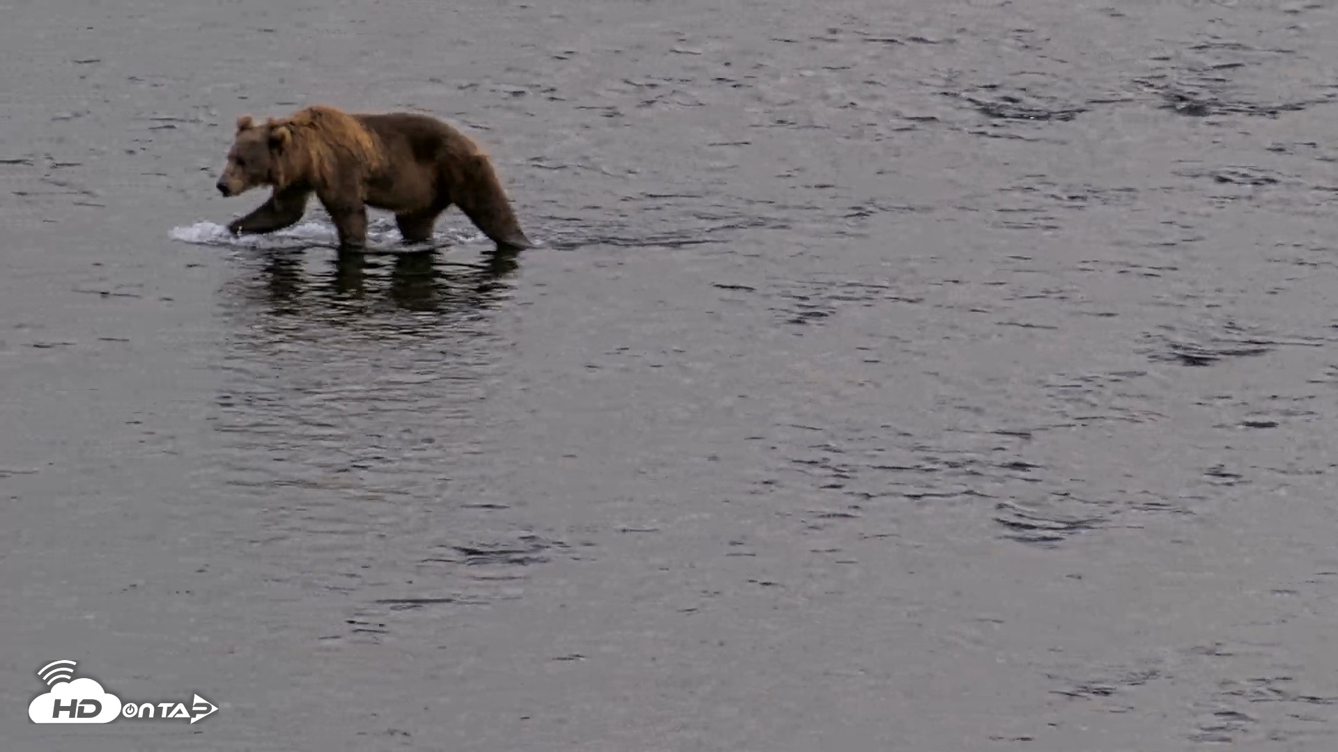 Snapshot of Kodiak Alaska Brown Bears Live Webcam taken Aug 20, 2026, 7:30pm AKDT