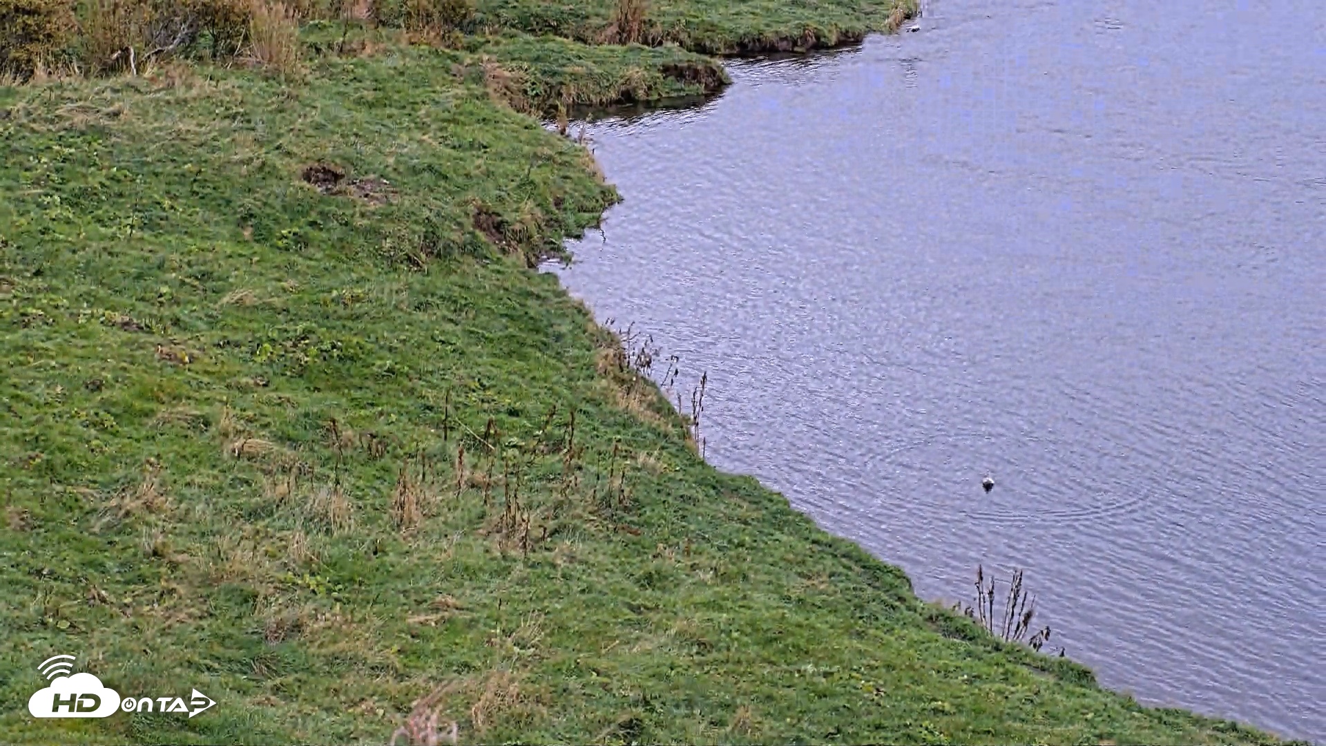 Snapshot of Kodiak Alaska Brown Bears Live Webcam taken Oct 6, 2026, 2:14pm AKDT