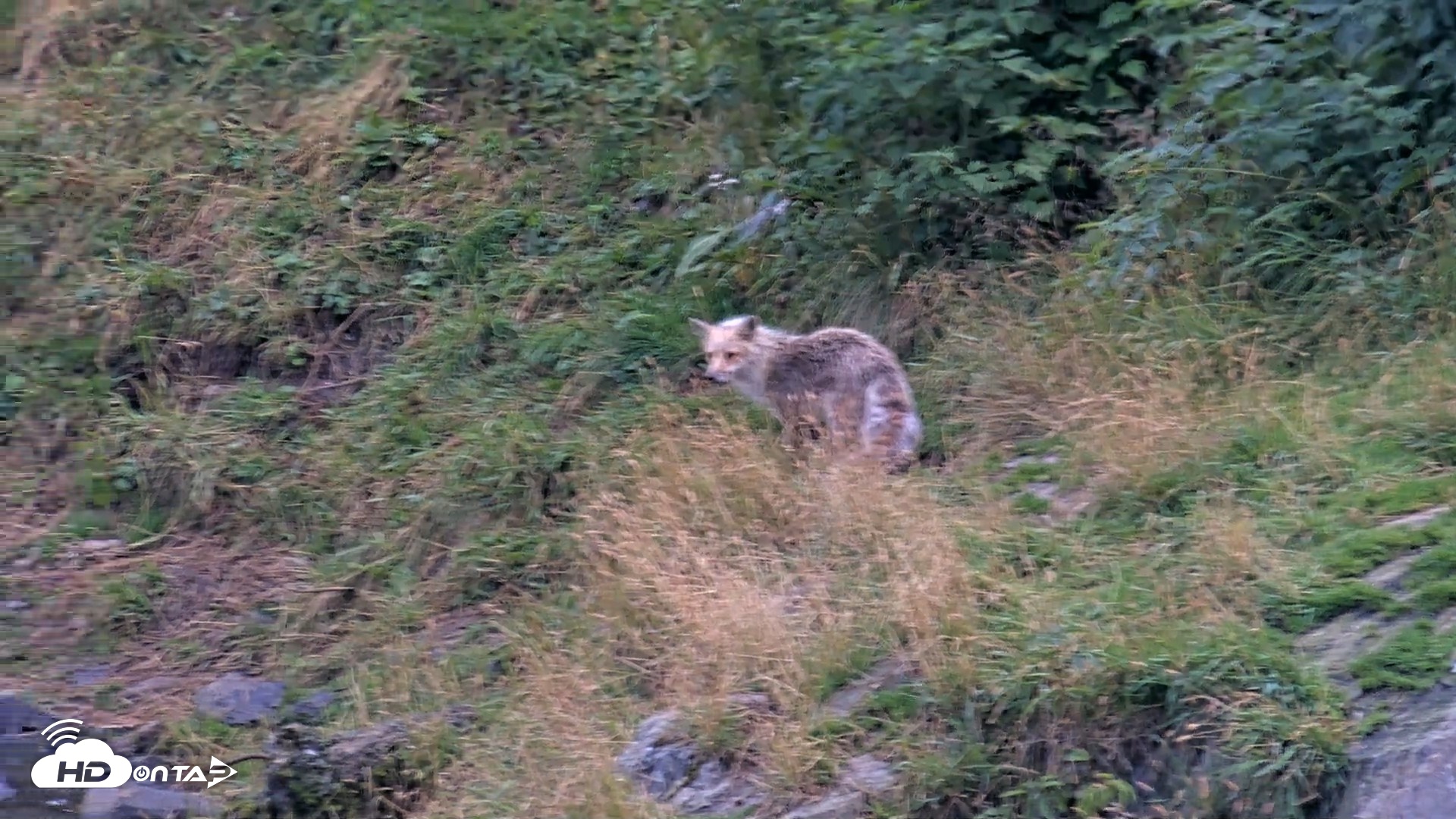 Snapshot of Kodiak Alaska Brown Bears Live Webcam taken Aug 20, 2026, 8:11pm AKDT