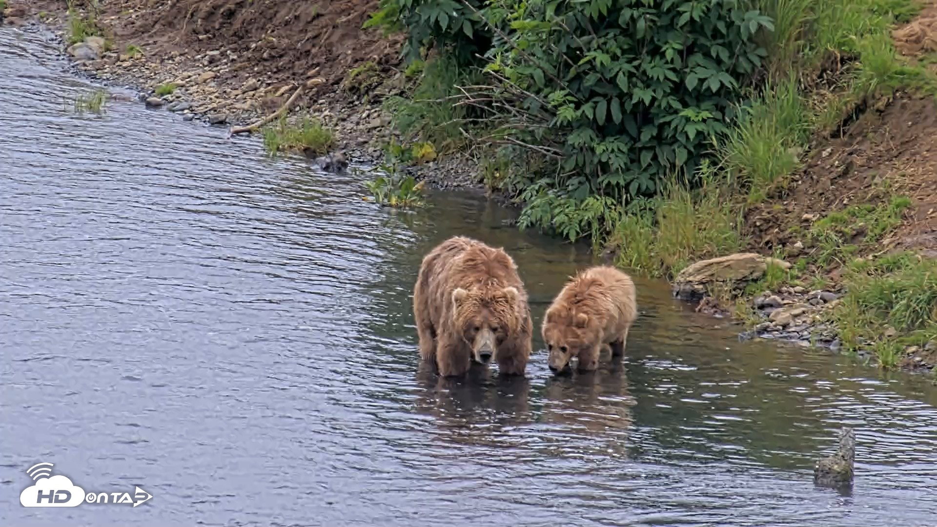 Snapshot of Kodiak Alaska Brown Bears Live Webcam taken Aug 7, 2026, 3:52pm AKDT