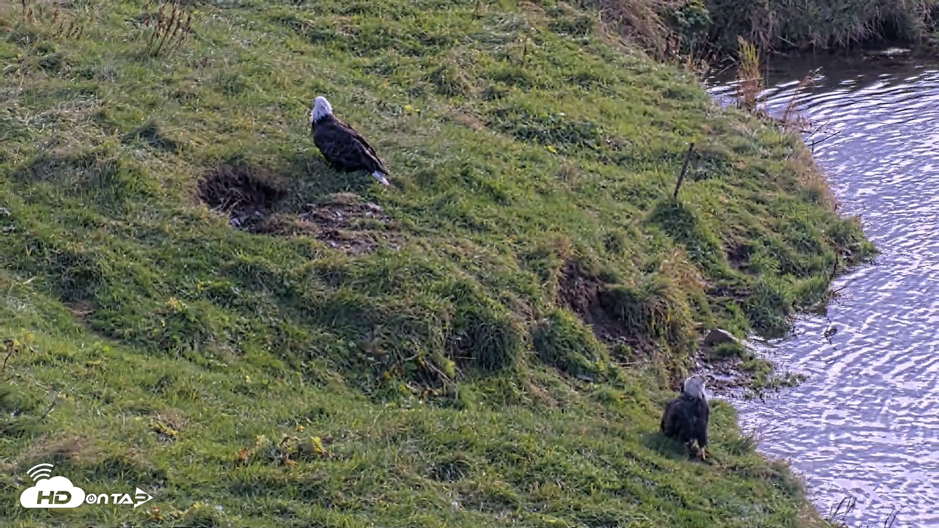 Snapshot of Kodiak Alaska Brown Bears Live Webcam taken Oct 8, 2026, 12:41pm AKDT