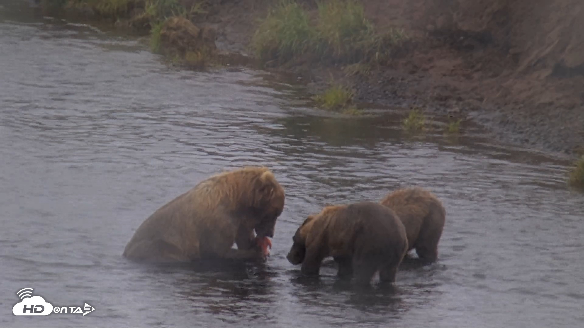 Snapshot of Kodiak Alaska Brown Bears Live Webcam taken Aug 13, 2026, 4:56pm AKDT
