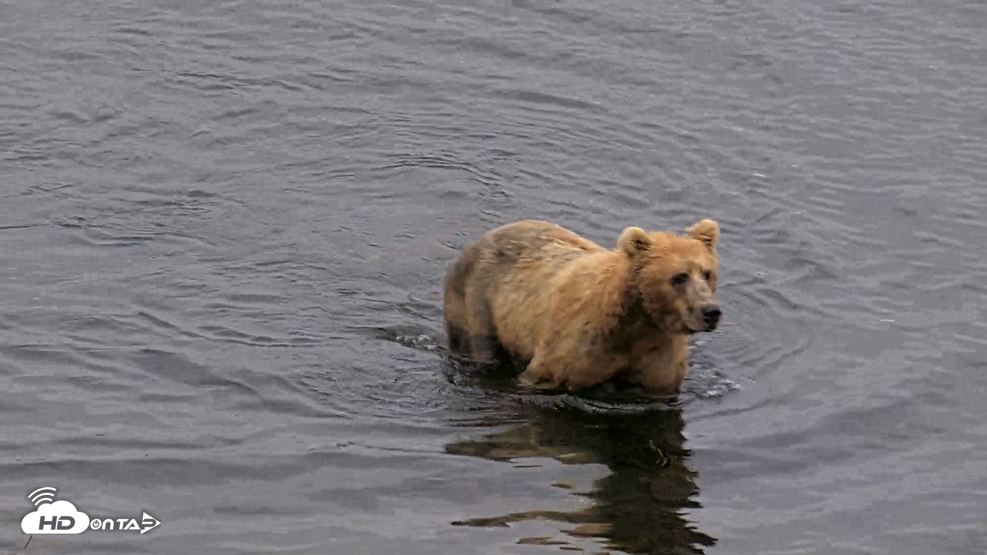 Snapshot of Kodiak Alaska Brown Bears Live Webcam taken Aug 5, 2026, 7:08am AKDT