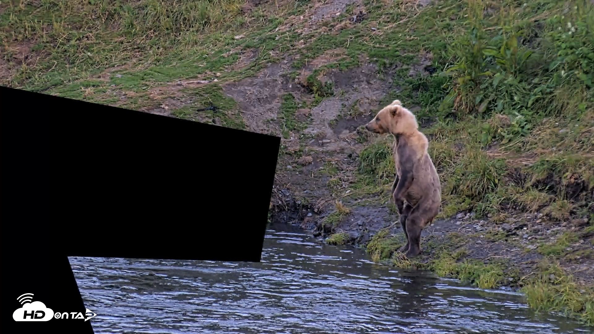 Snapshot of Kodiak Alaska Brown Bears Live Webcam taken Aug 1, 2026, 10:23pm AKDT