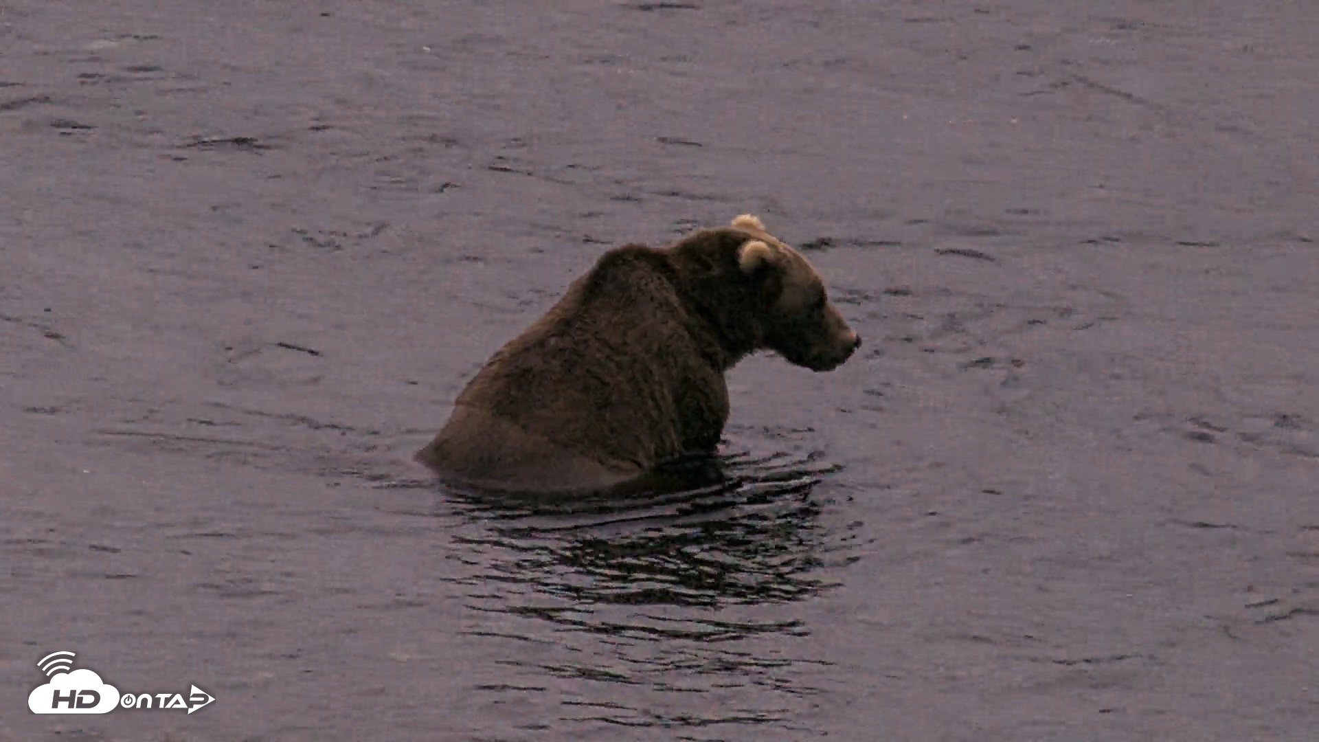 Snapshot of Kodiak Alaska Brown Bears Live Webcam taken Aug 19, 2026, 9:55pm AKDT