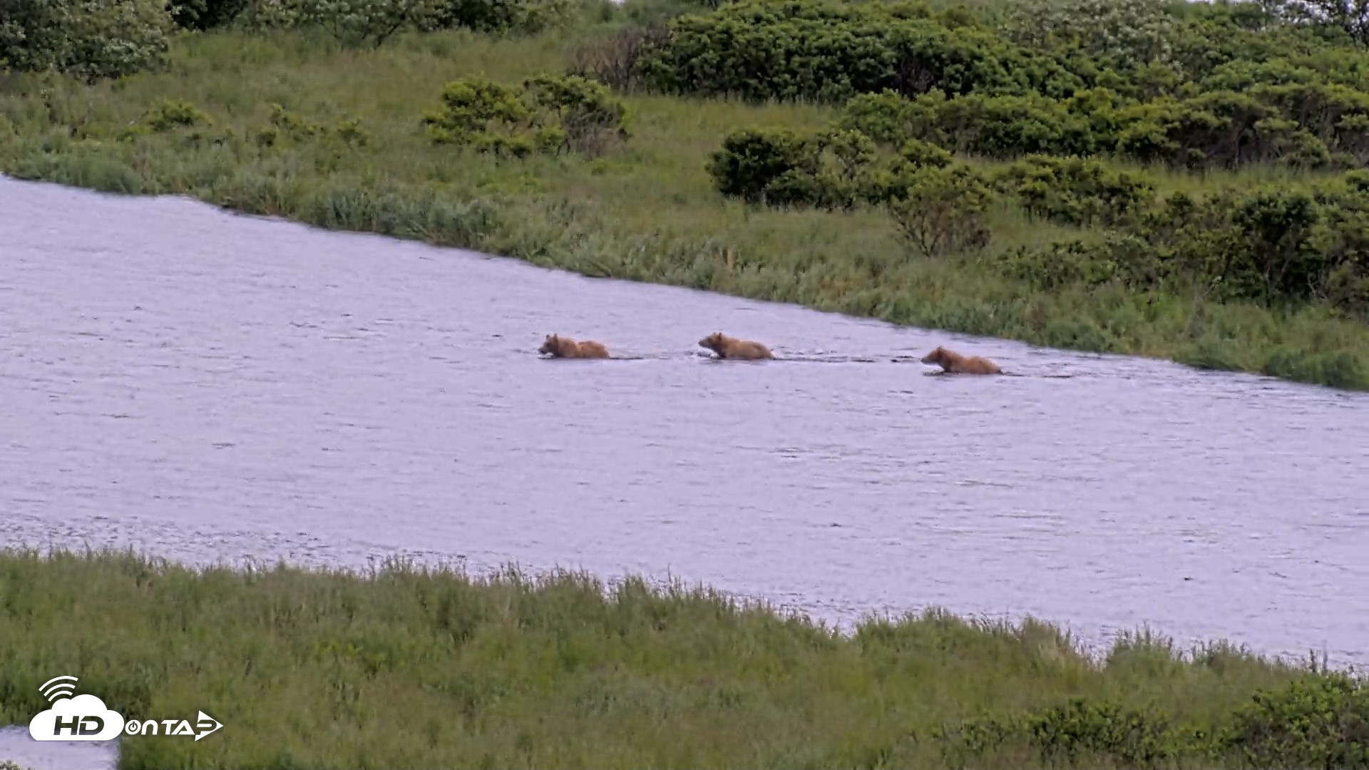Snapshot of Kodiak Alaska Brown Bears Live Webcam taken Jul 23, 2026, 2:49pm AKDT