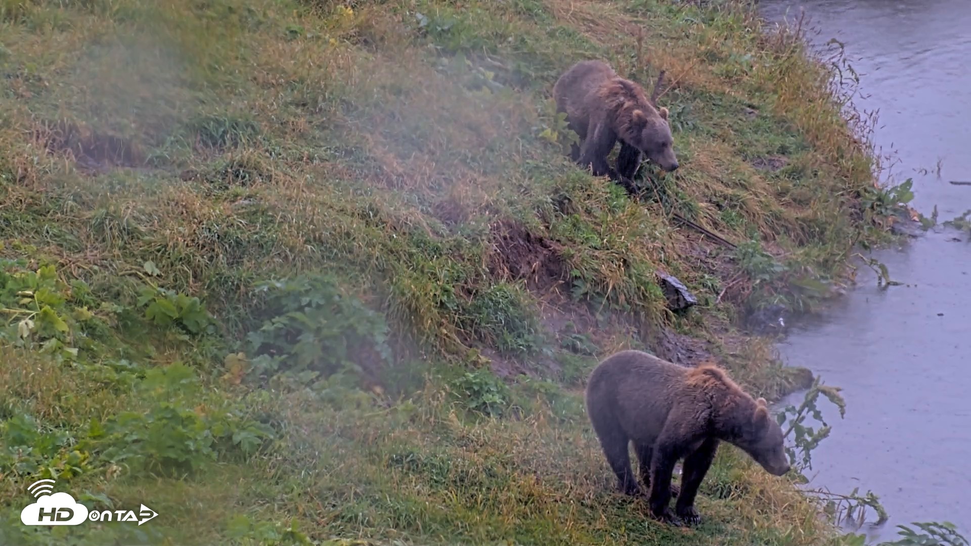 Snapshot of Kodiak Alaska Brown Bears Live Webcam taken Aug 16, 2026, 3:08pm AKDT