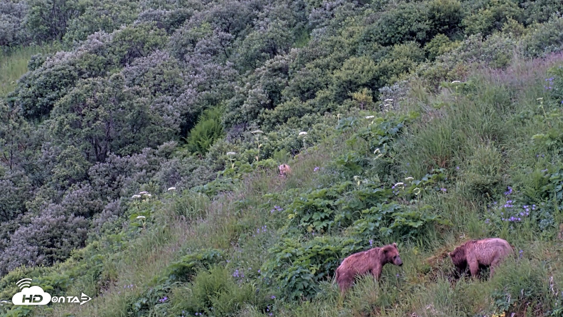 Snapshot of Kodiak Alaska Brown Bears Live Webcam taken Jul 17, 2026, 7:13am AKDT