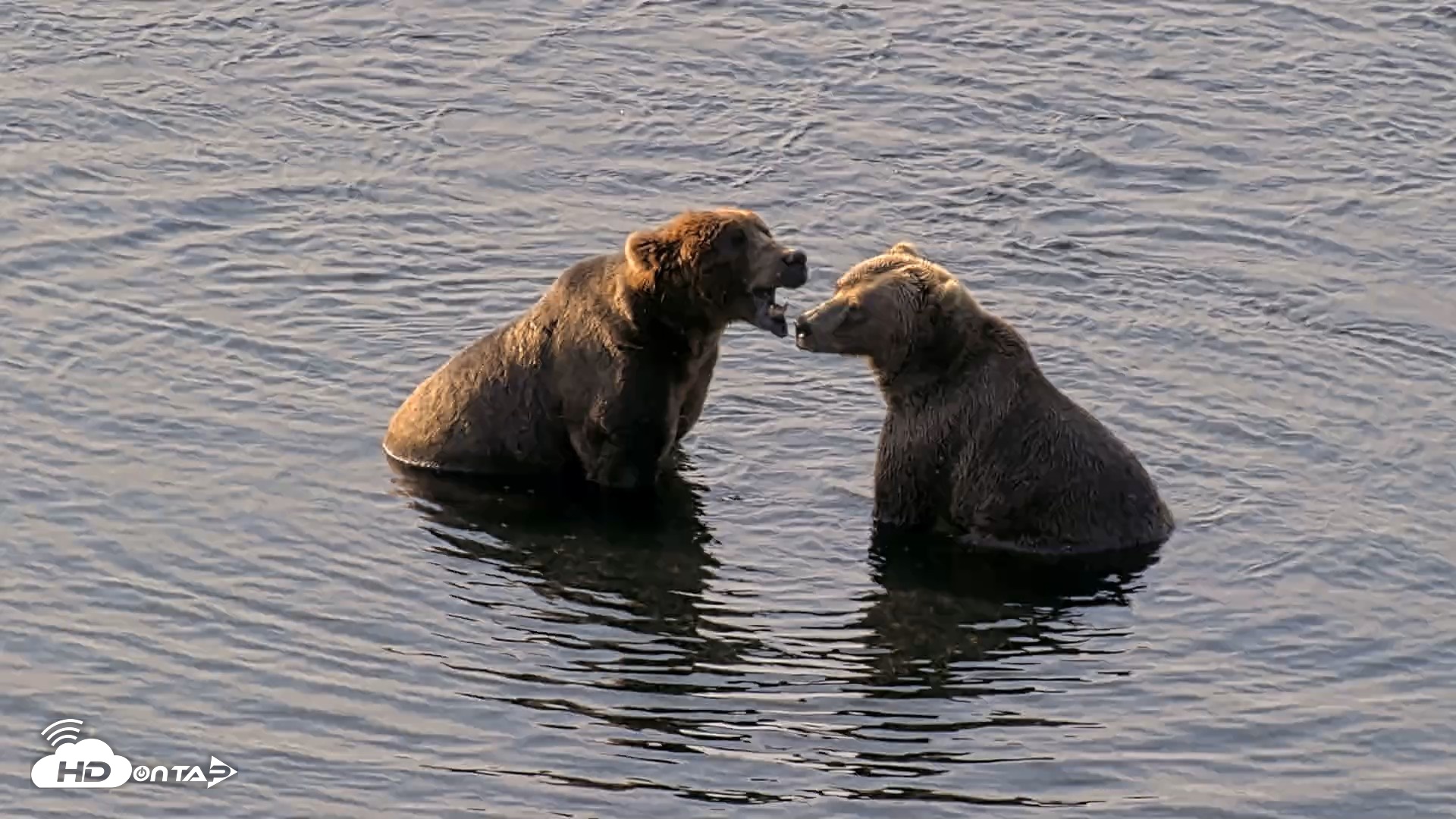 Snapshot of Kodiak Alaska Brown Bears Live Webcam taken Aug 8, 2026, 9:26am AKDT