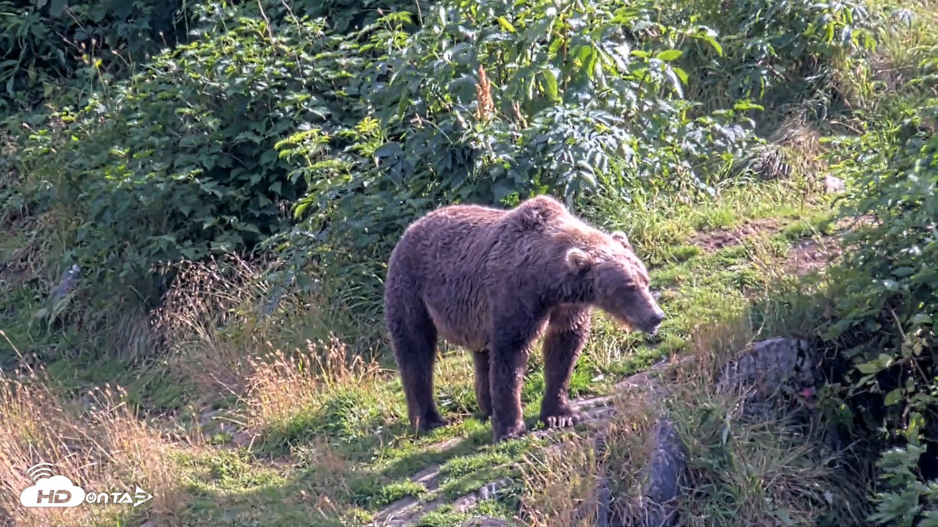 Snapshot of Kodiak Alaska Brown Bears Live Webcam taken Aug 23, 2026, 5:02pm AKDT