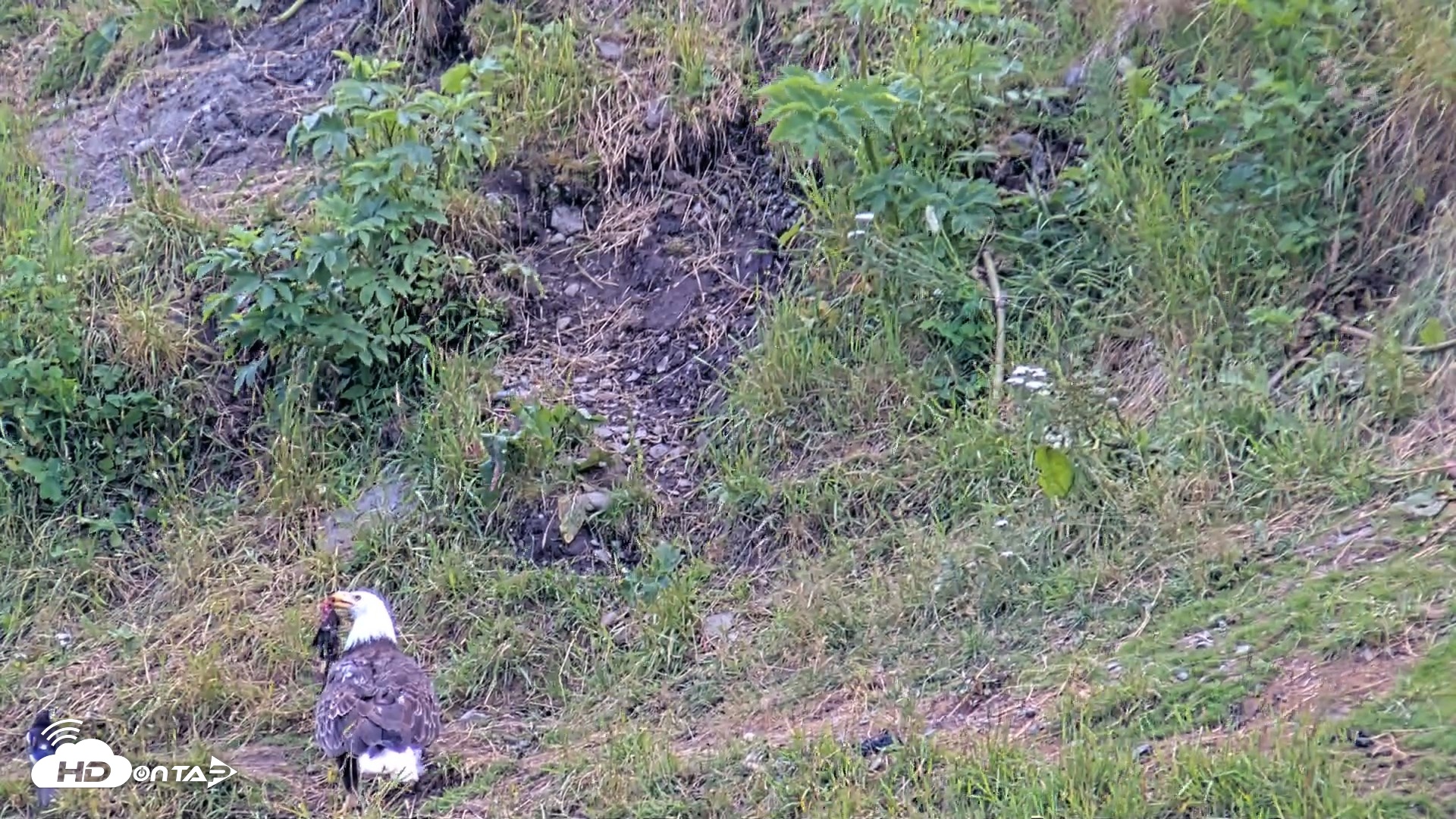 Snapshot of Kodiak Alaska Brown Bears Live Webcam taken Aug 2, 2026, 2:46pm AKDT