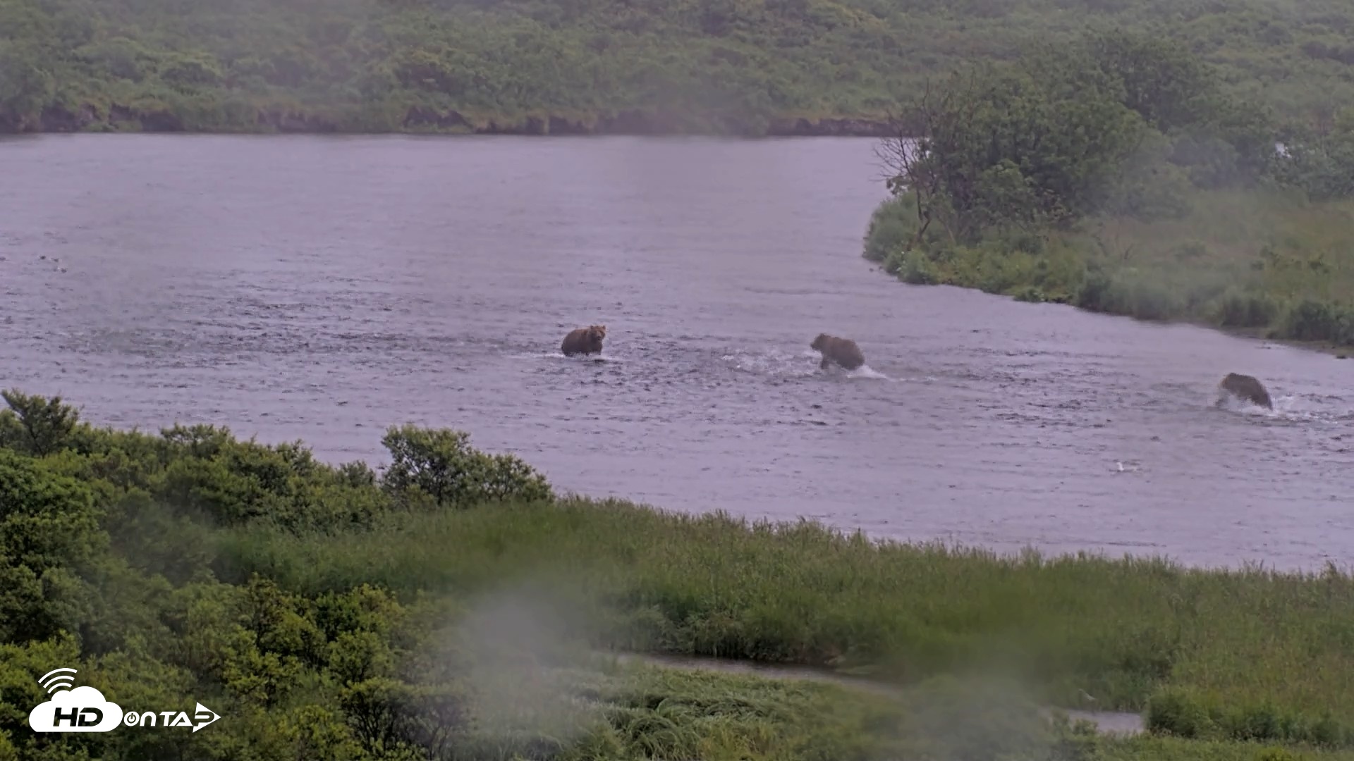 Snapshot of Kodiak Alaska Brown Bears Live Webcam taken Jul 21, 2026, 2:18pm AKDT
