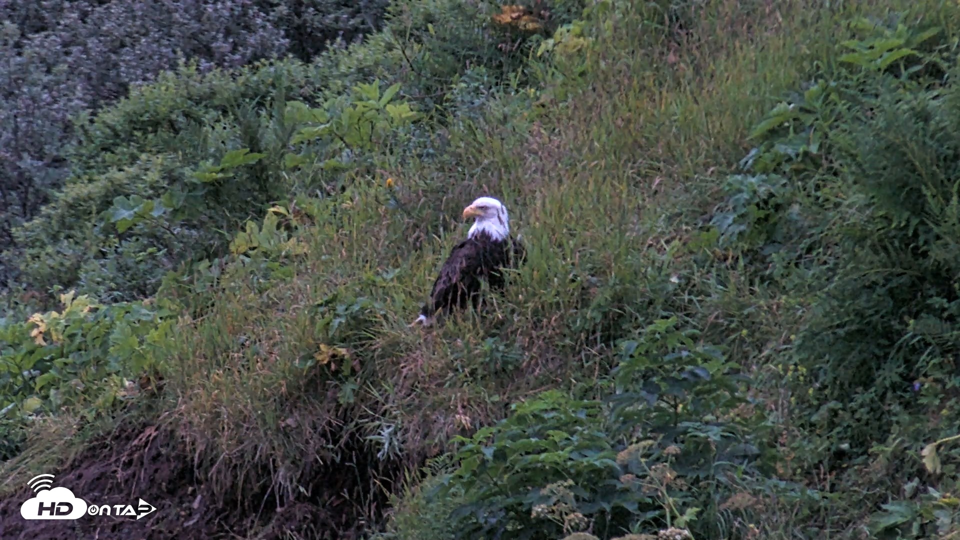Snapshot of Kodiak Alaska Brown Bears Live Webcam taken Aug 6, 2026, 6:12am AKDT