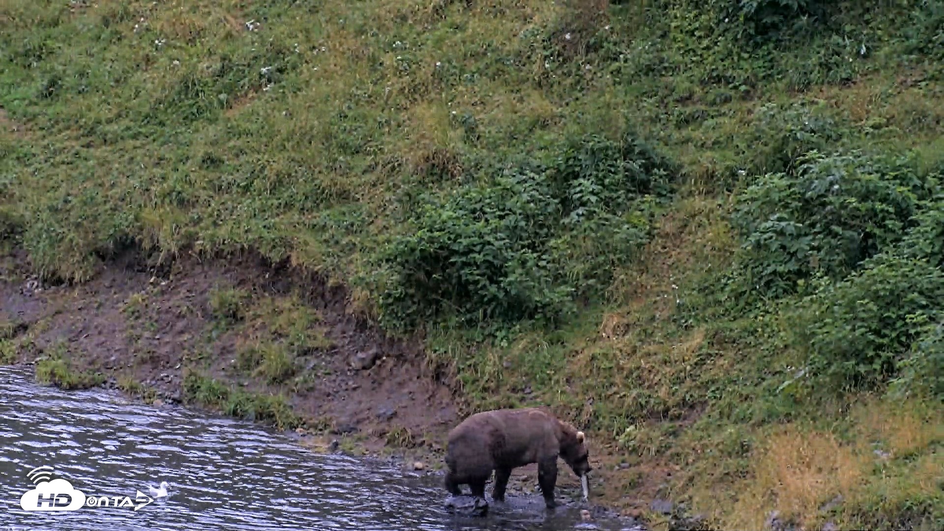 Snapshot of Kodiak Alaska Brown Bears Live Webcam taken Aug 17, 2026, 7:42pm AKDT