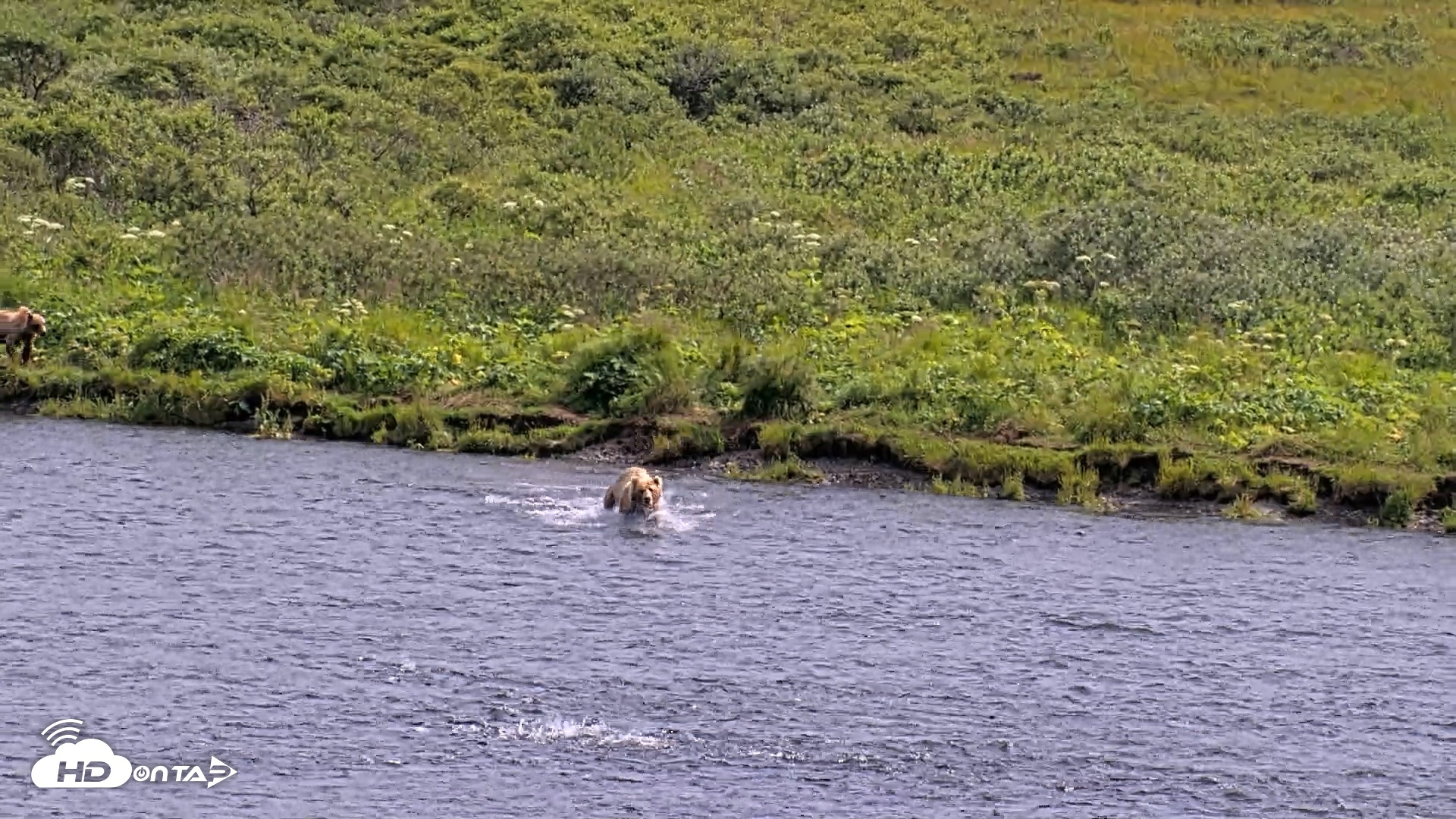 Snapshot of Kodiak Alaska Brown Bears Live Webcam taken Aug 6, 2026, 3:24pm AKDT
