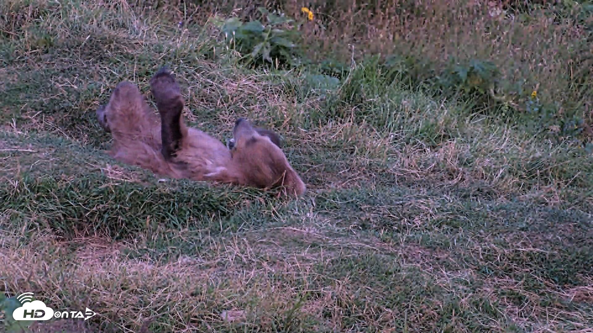 Snapshot of Kodiak Alaska Brown Bears Live Webcam taken Aug 11, 2026, 10:15pm AKDT