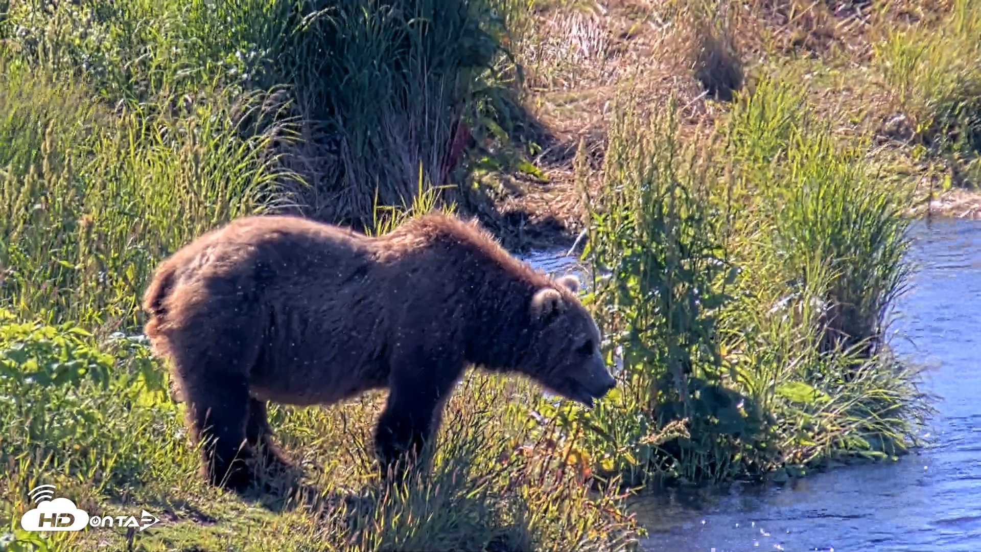 Snapshot of Kodiak Alaska Brown Bears Live Webcam taken Jul 31, 2026, 10:35am AKDT
