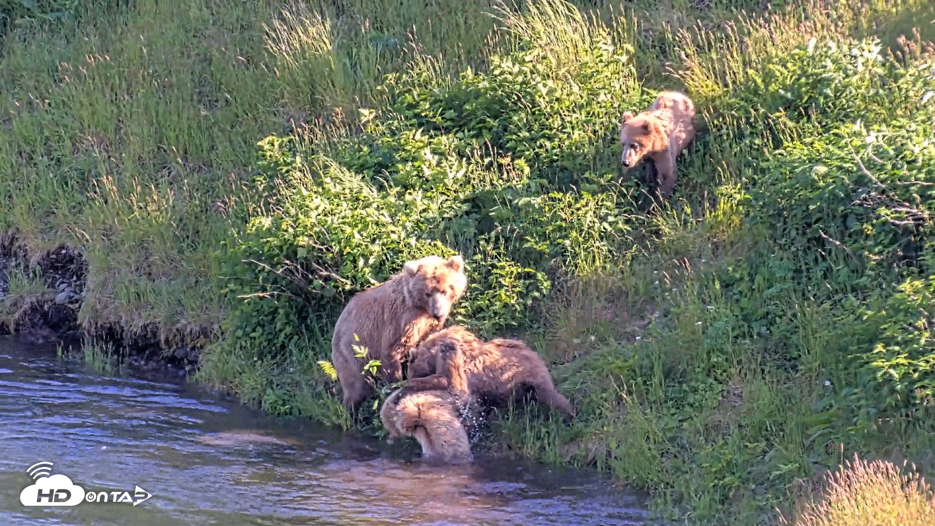 Snapshot of Kodiak Alaska Brown Bears Live Webcam taken Jul 24, 2026, 6:46pm AKDT