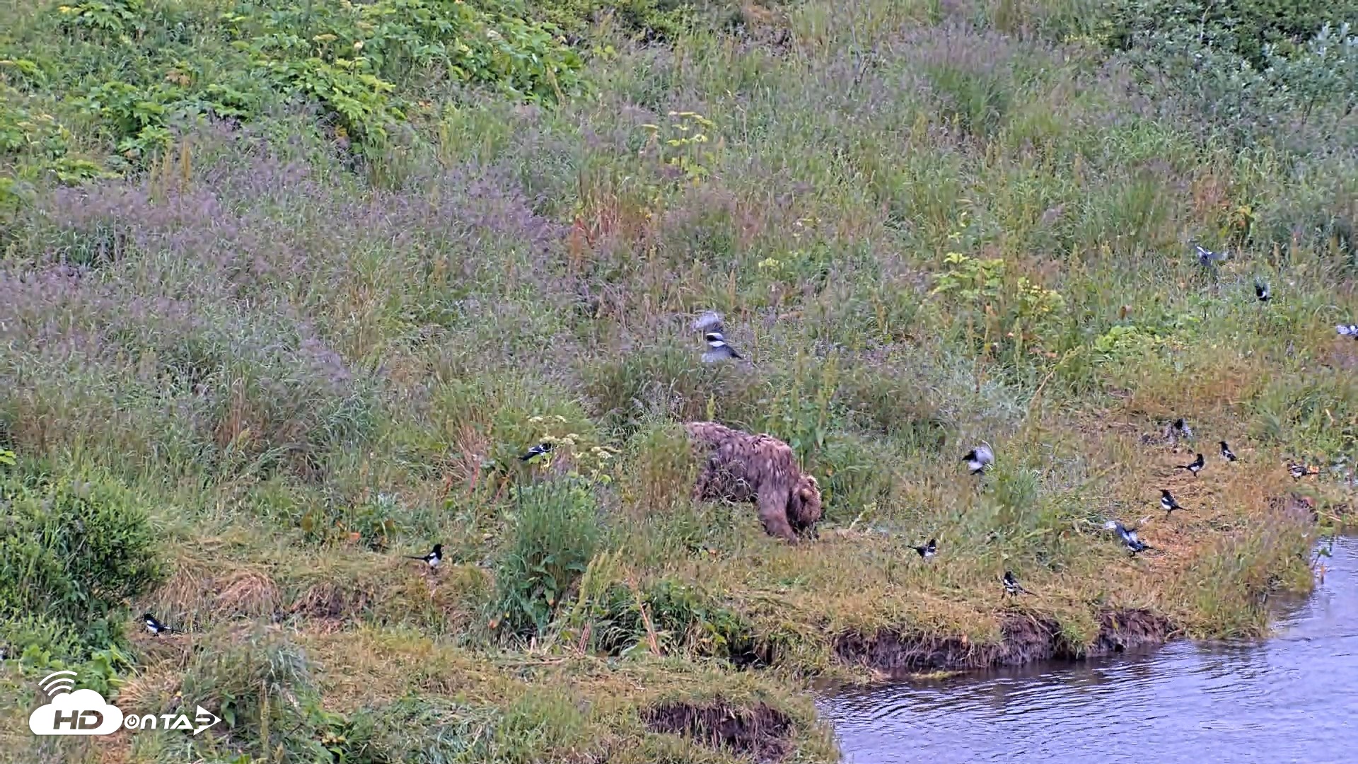 Snapshot of Kodiak Alaska Brown Bears Live Webcam taken Aug 2, 2026, 8:54am AKDT