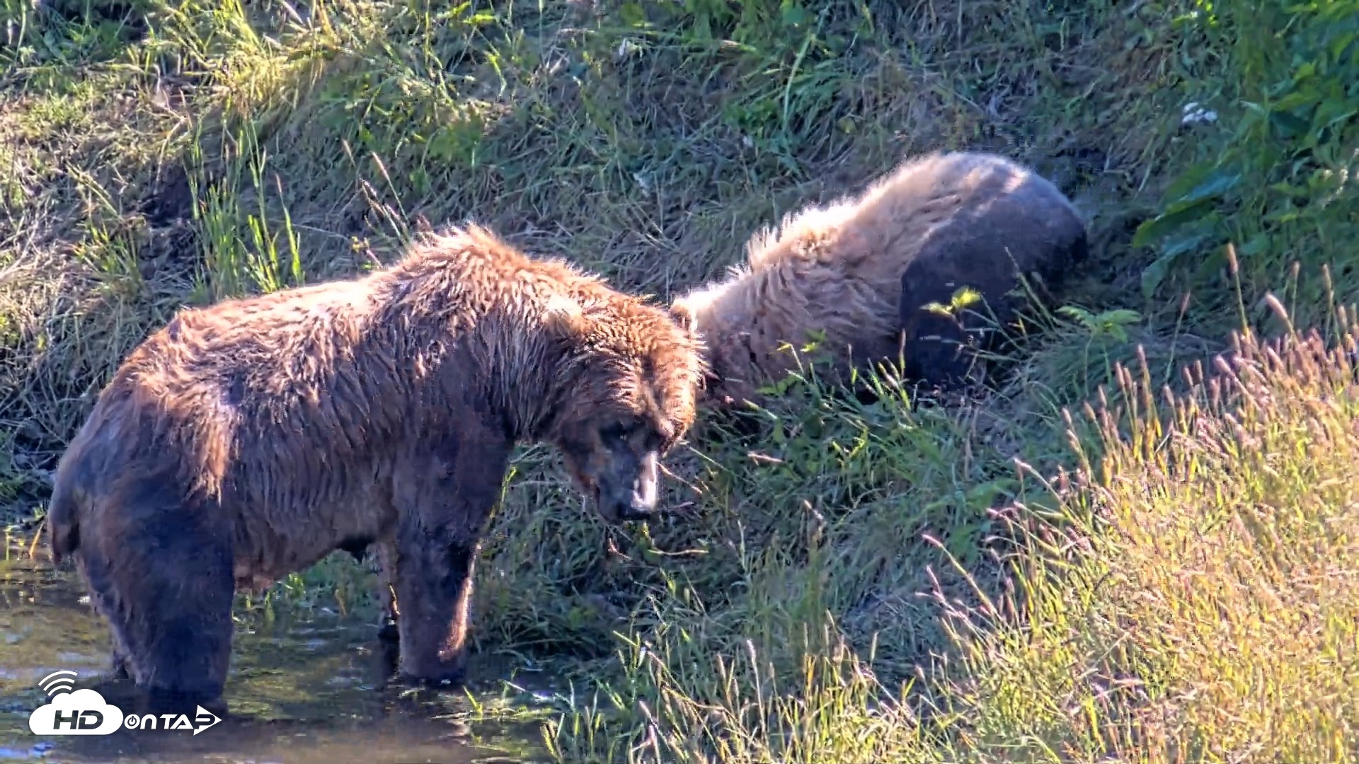 Snapshot of Kodiak Alaska Brown Bears Live Webcam taken Jul 30, 2026, 4:59pm AKDT