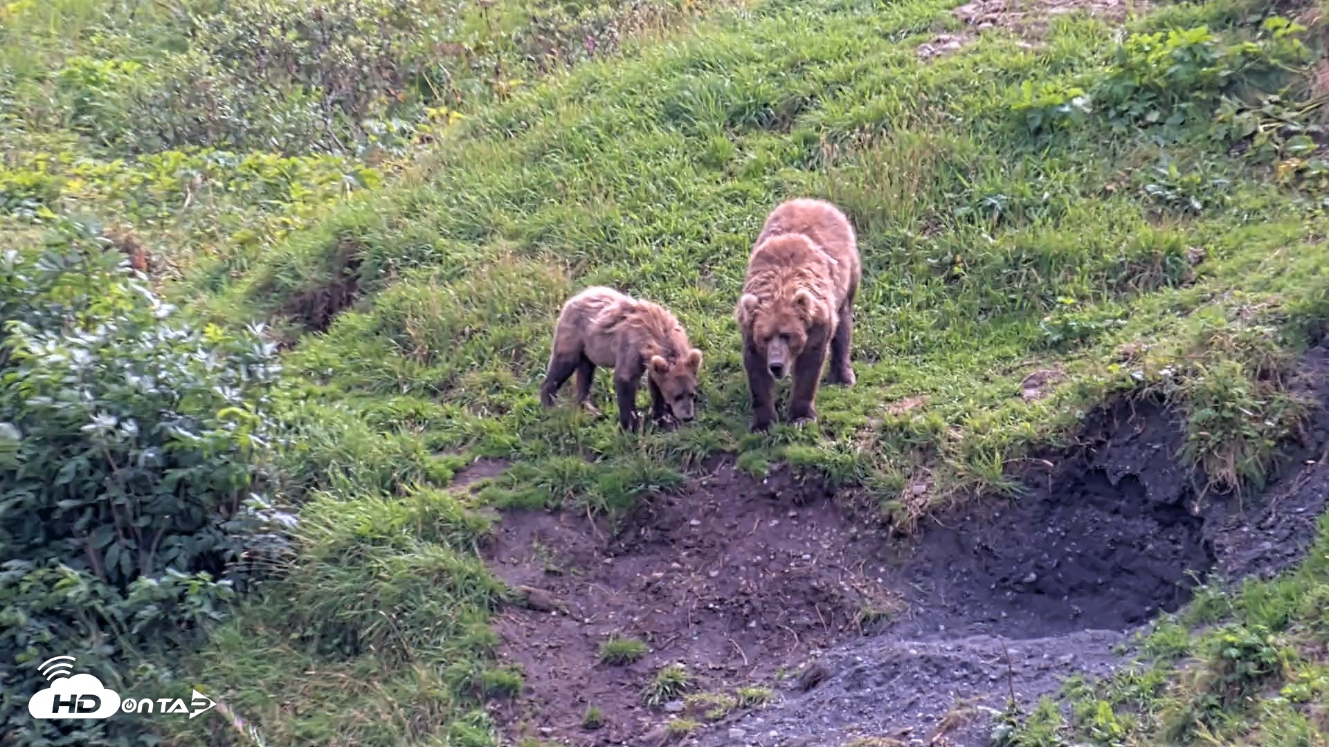 Snapshot of Kodiak Alaska Brown Bears Live Webcam taken Aug 22, 2026, 3:05pm AKDT