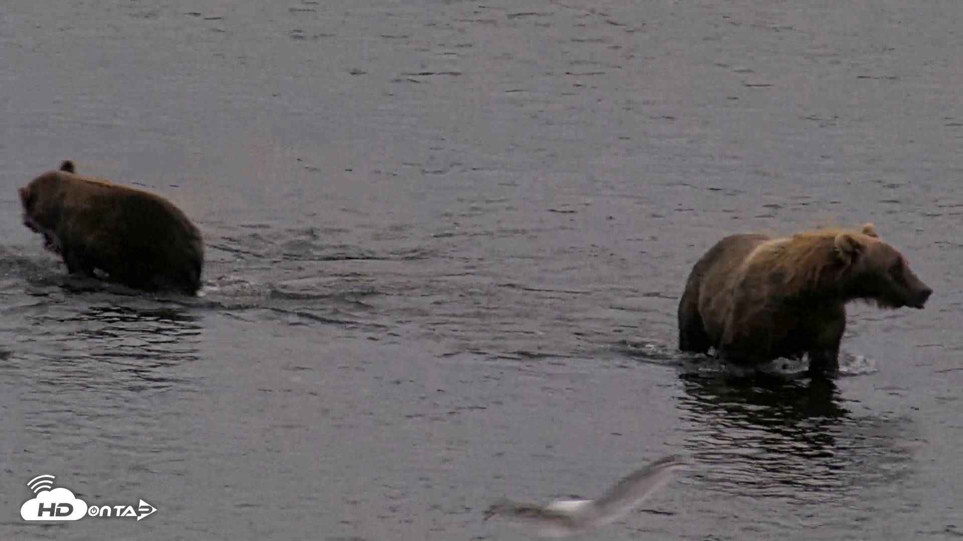 Snapshot of Kodiak Alaska Brown Bears Live Webcam taken Aug 17, 2026, 8:50pm AKDT