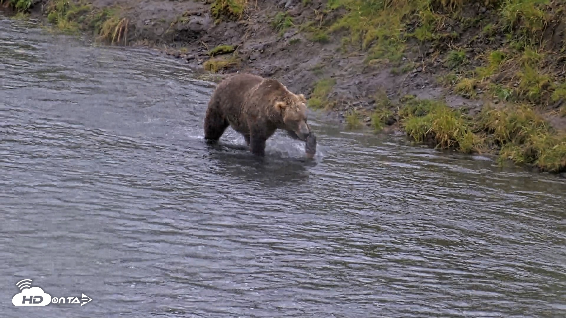 Snapshot of Kodiak Alaska Brown Bears Live Webcam taken Aug 12, 2026, 2:22pm AKDT