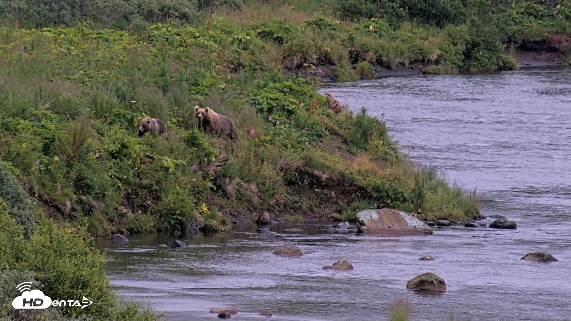 Snapshot of Kodiak Alaska Brown Bears Live Webcam taken Aug 17, 2026, 8:31pm AKDT