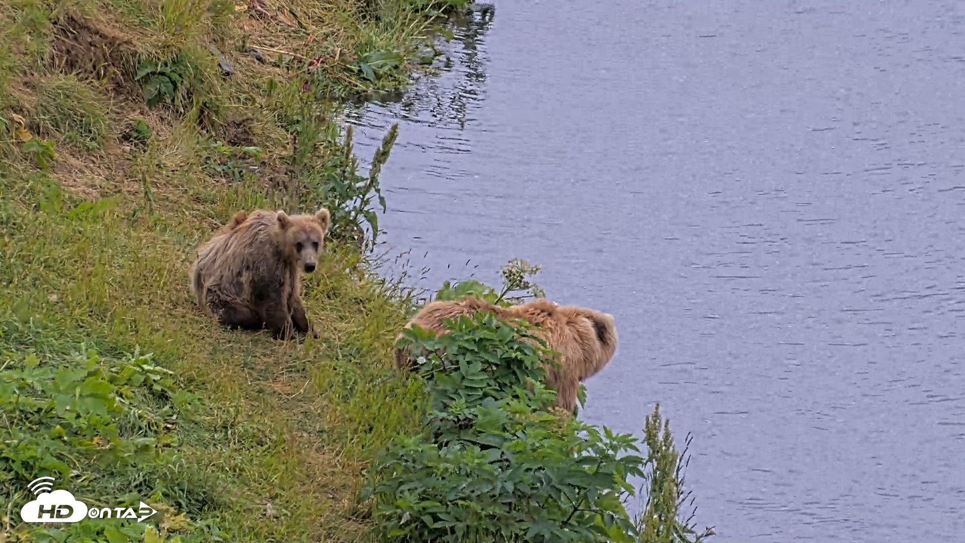 Snapshot of Kodiak Alaska Brown Bears Live Webcam taken Aug 3, 2026, 4:59pm AKDT