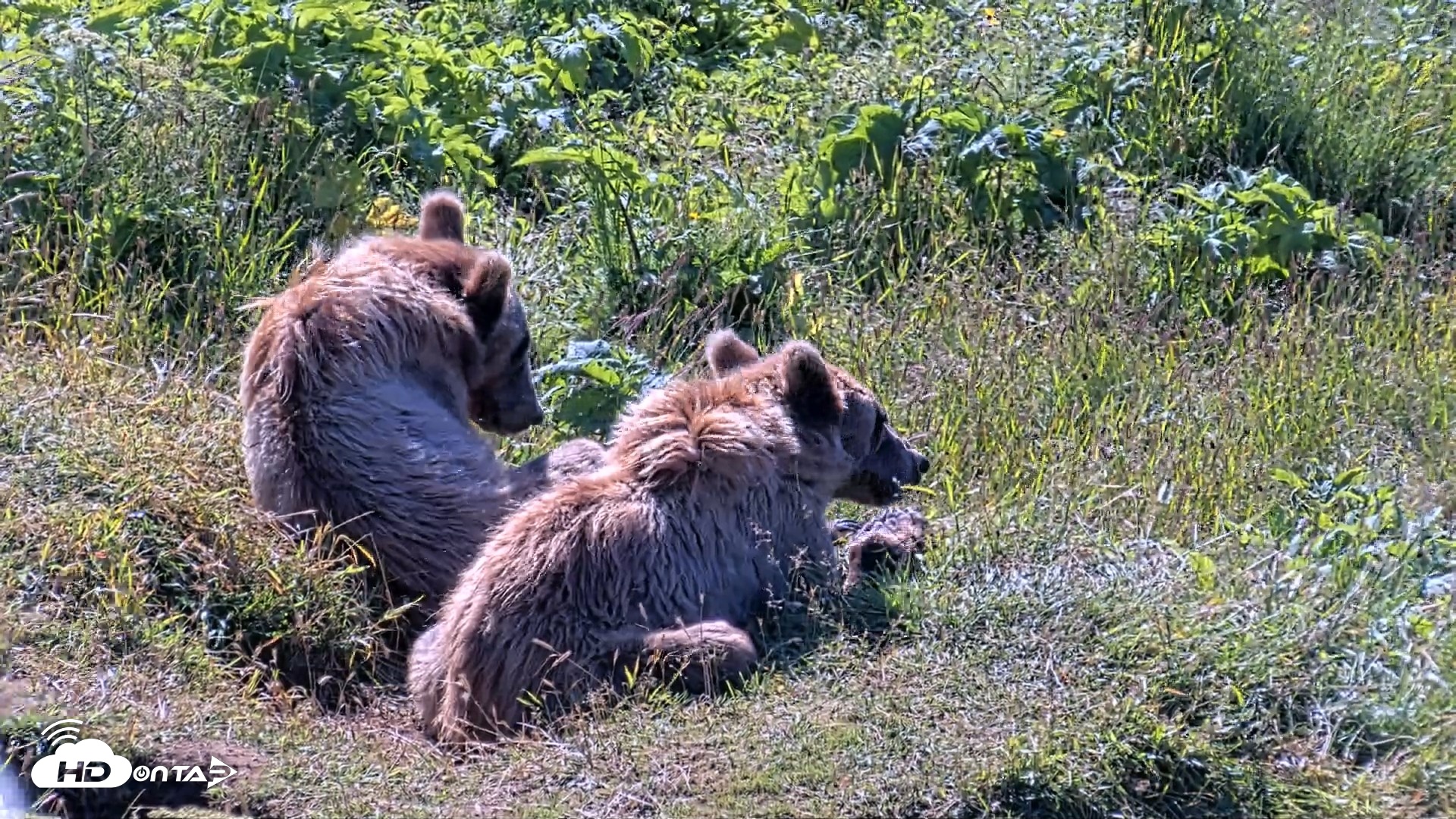 Snapshot of Kodiak Alaska Brown Bears Live Webcam taken Jul 30, 2026, 10:42am AKDT