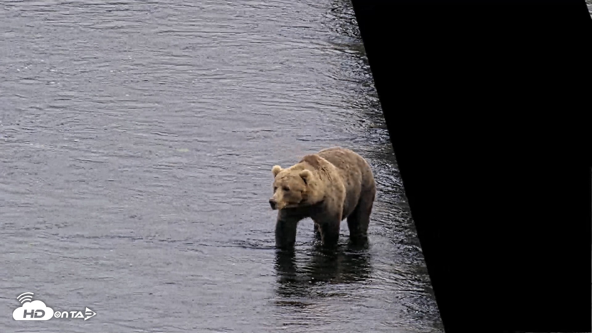 Snapshot of Kodiak Alaska Brown Bears Live Webcam taken Aug 14, 2026, 7:00pm AKDT