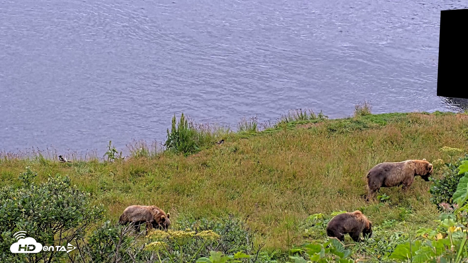 Snapshot of Kodiak Alaska Brown Bears Live Webcam taken Aug 7, 2026, 12:39pm AKDT