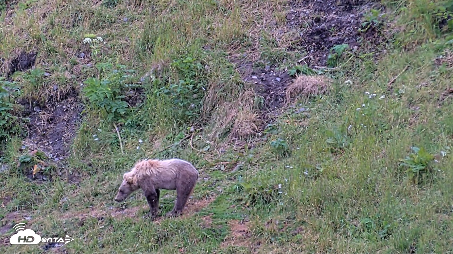 Snapshot of Kodiak Alaska Brown Bears Live Webcam taken Aug 5, 2026, 8:53am AKDT
