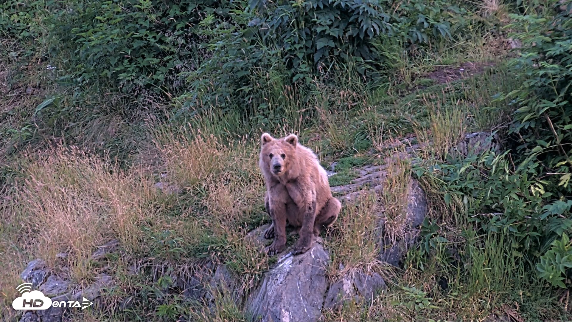 Snapshot of Kodiak Alaska Brown Bears Live Webcam taken Aug 8, 2026, 10:23pm AKDT