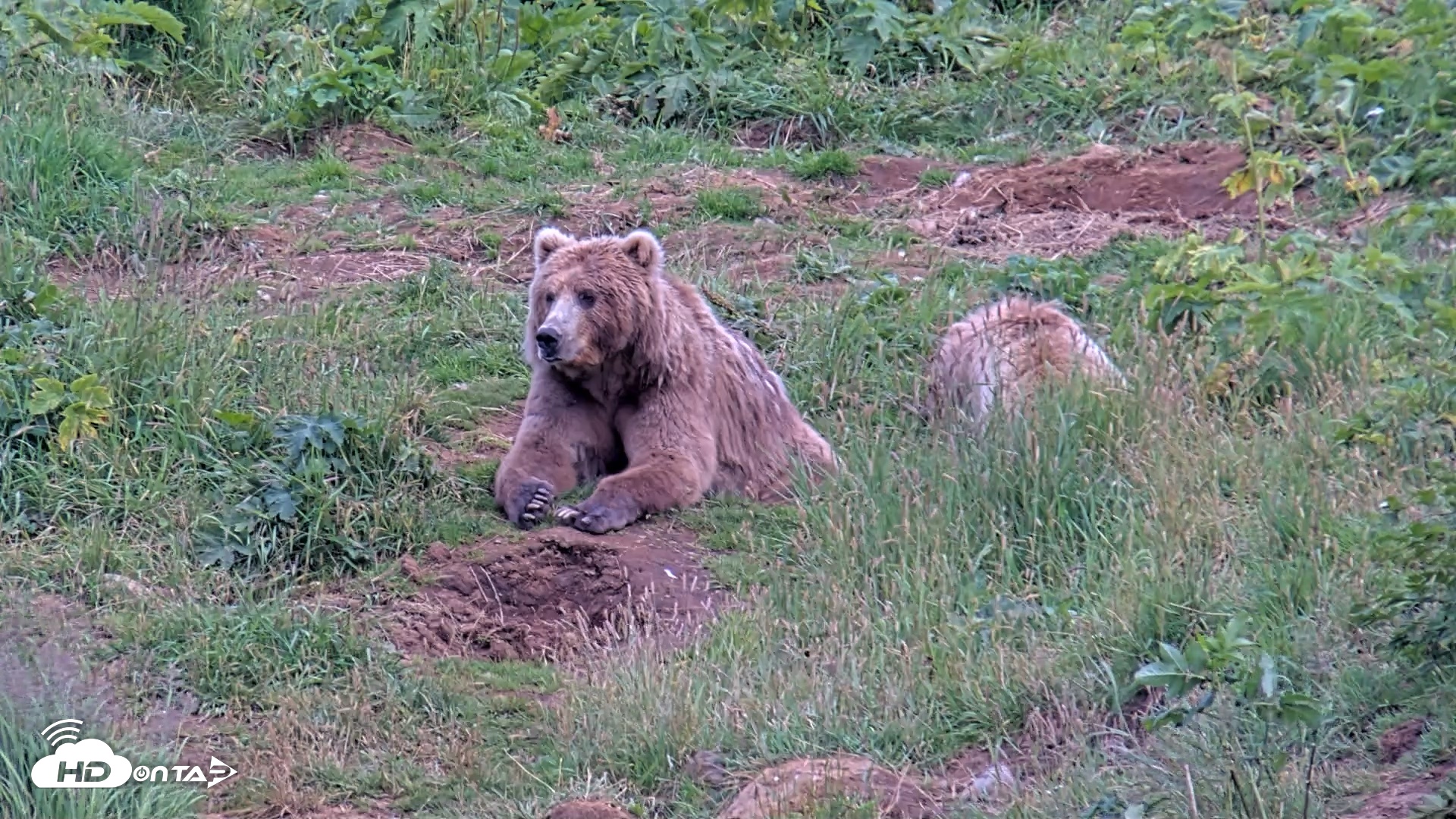 Snapshot of Kodiak Alaska Brown Bears Live Webcam taken Aug 10, 2026, 8:14pm AKDT
