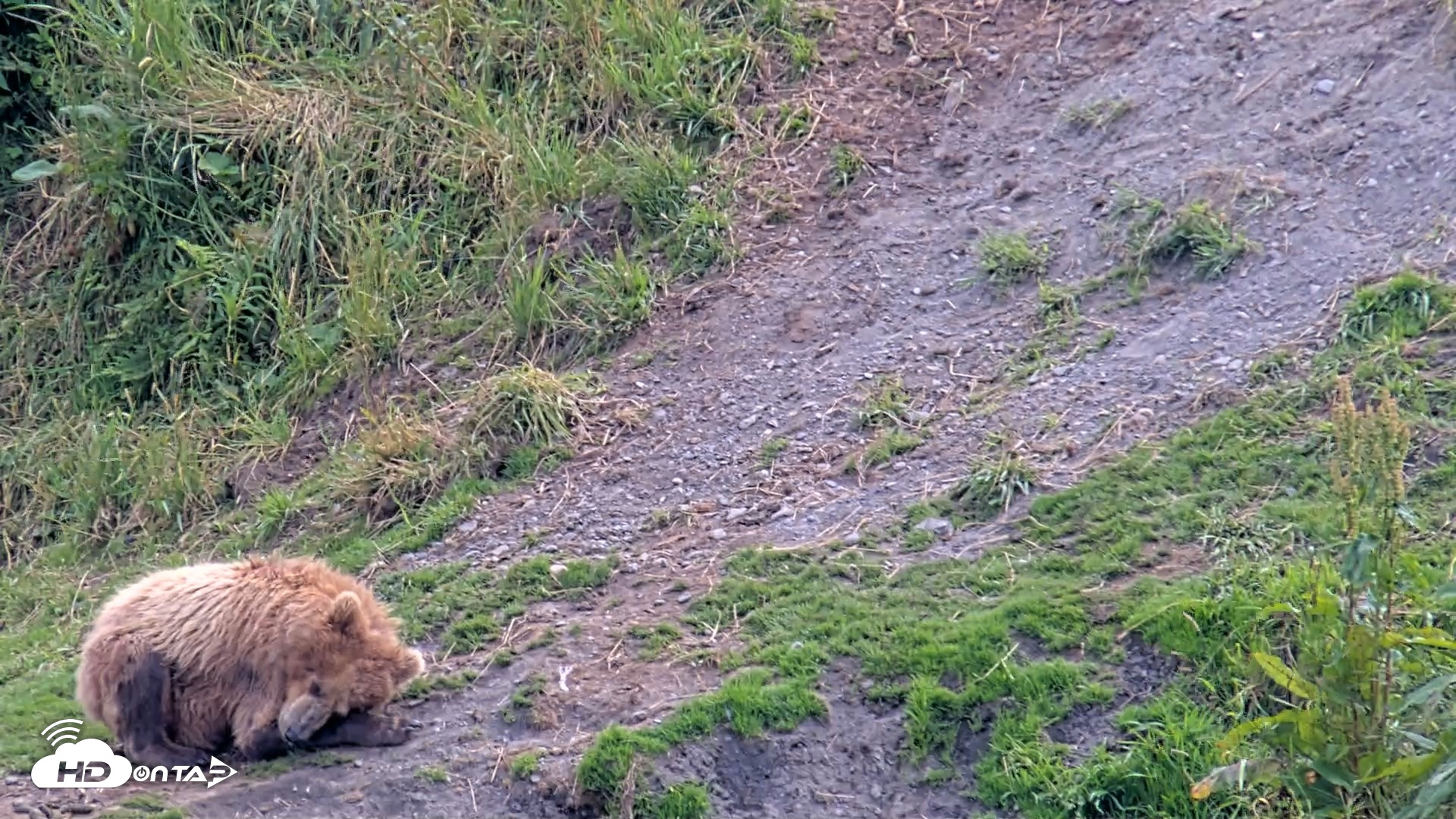 Snapshot of Kodiak Alaska Brown Bears Live Webcam taken Aug 9, 2026, 3:46pm AKDT