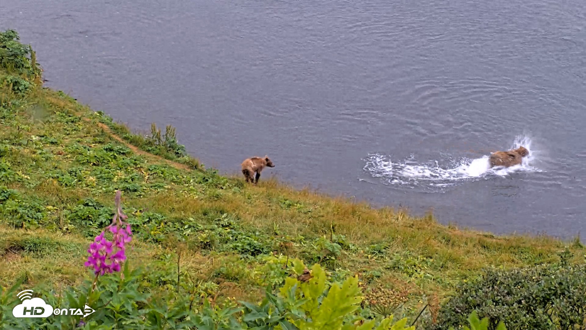 Snapshot of Kodiak Alaska Brown Bears Live Webcam taken Aug 14, 2026, 12:55pm AKDT