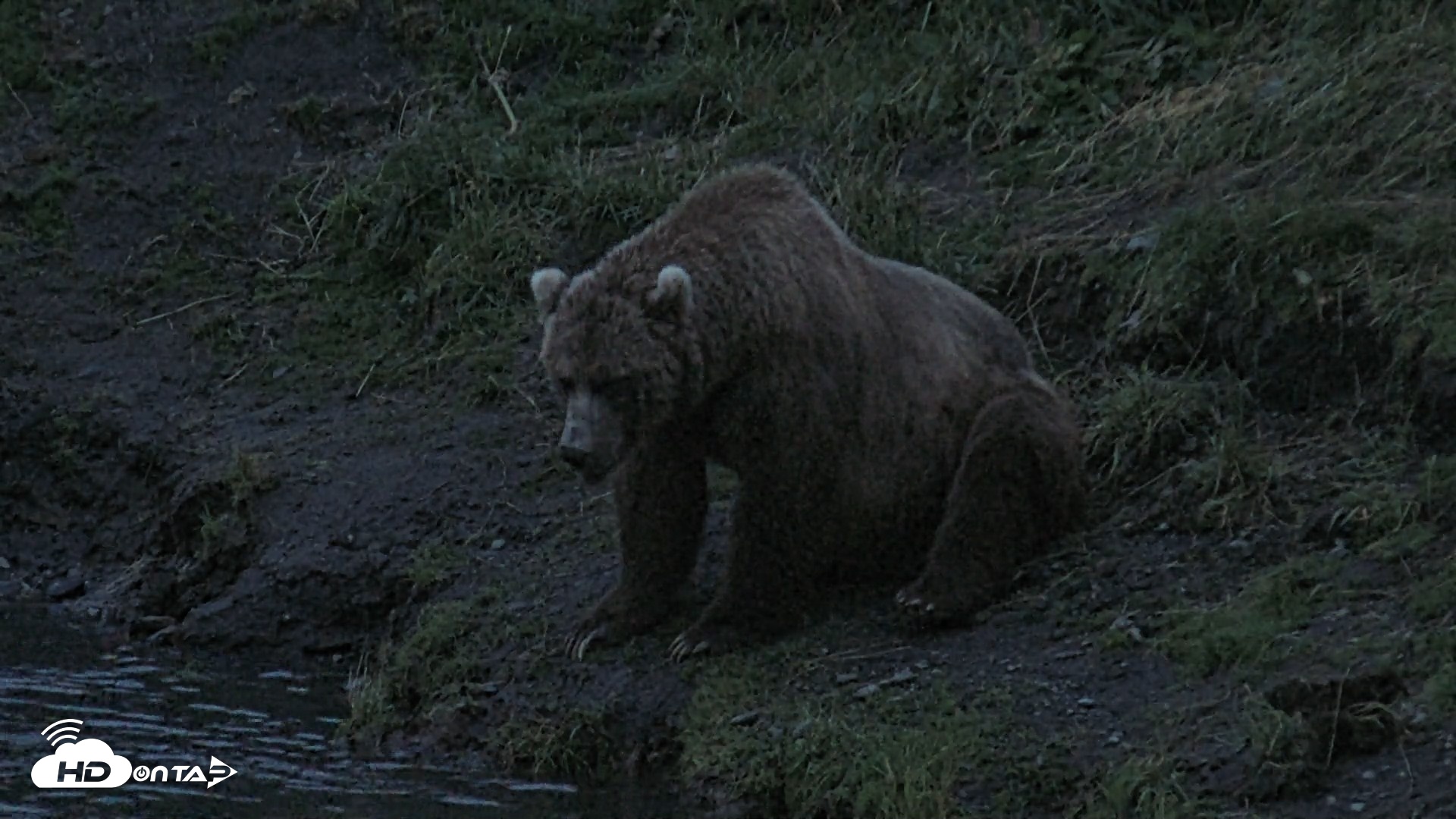Snapshot of Kodiak Alaska Brown Bears Live Webcam taken Aug 6, 2026, 6:01am AKDT