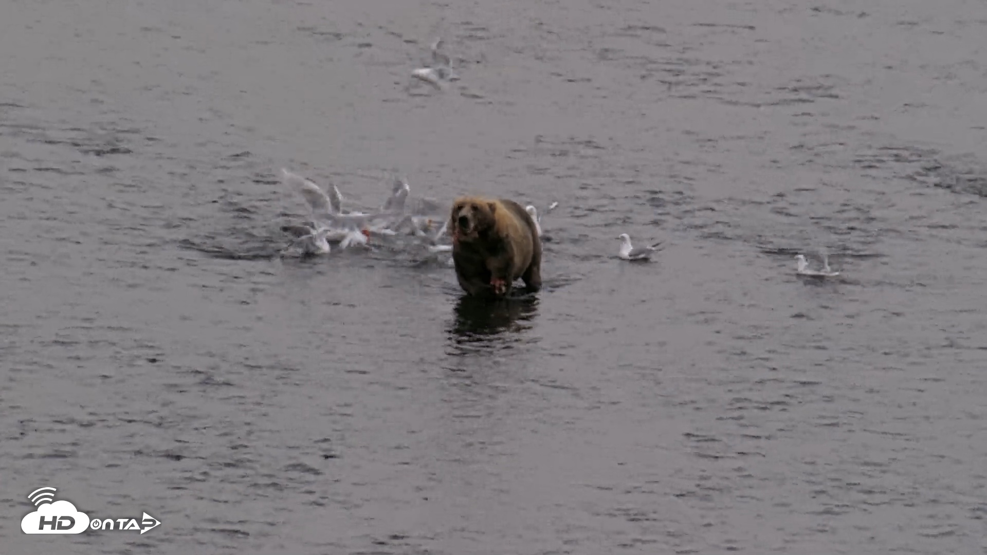 Snapshot of Kodiak Alaska Brown Bears Live Webcam taken Aug 17, 2026, 5:51pm AKDT