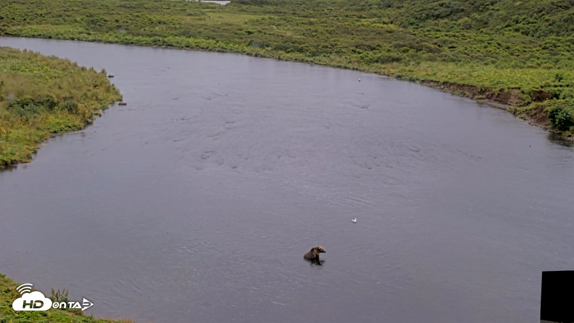 Snapshot of Kodiak Alaska Brown Bears Live Webcam taken Aug 20, 2026, 11:45am AKDT