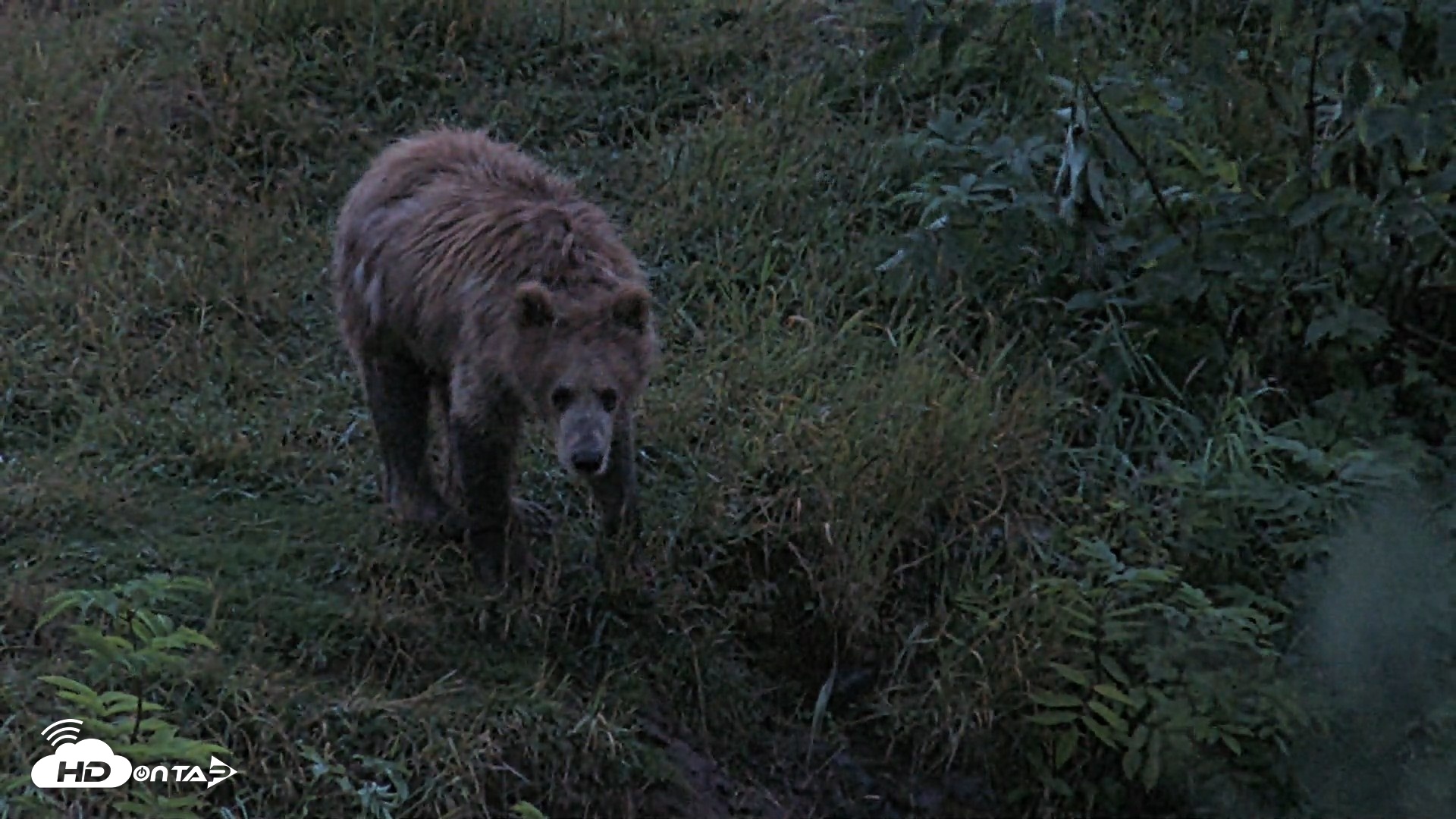 Snapshot of Kodiak Alaska Brown Bears Live Webcam taken Aug 13, 2026, 6:41am AKDT