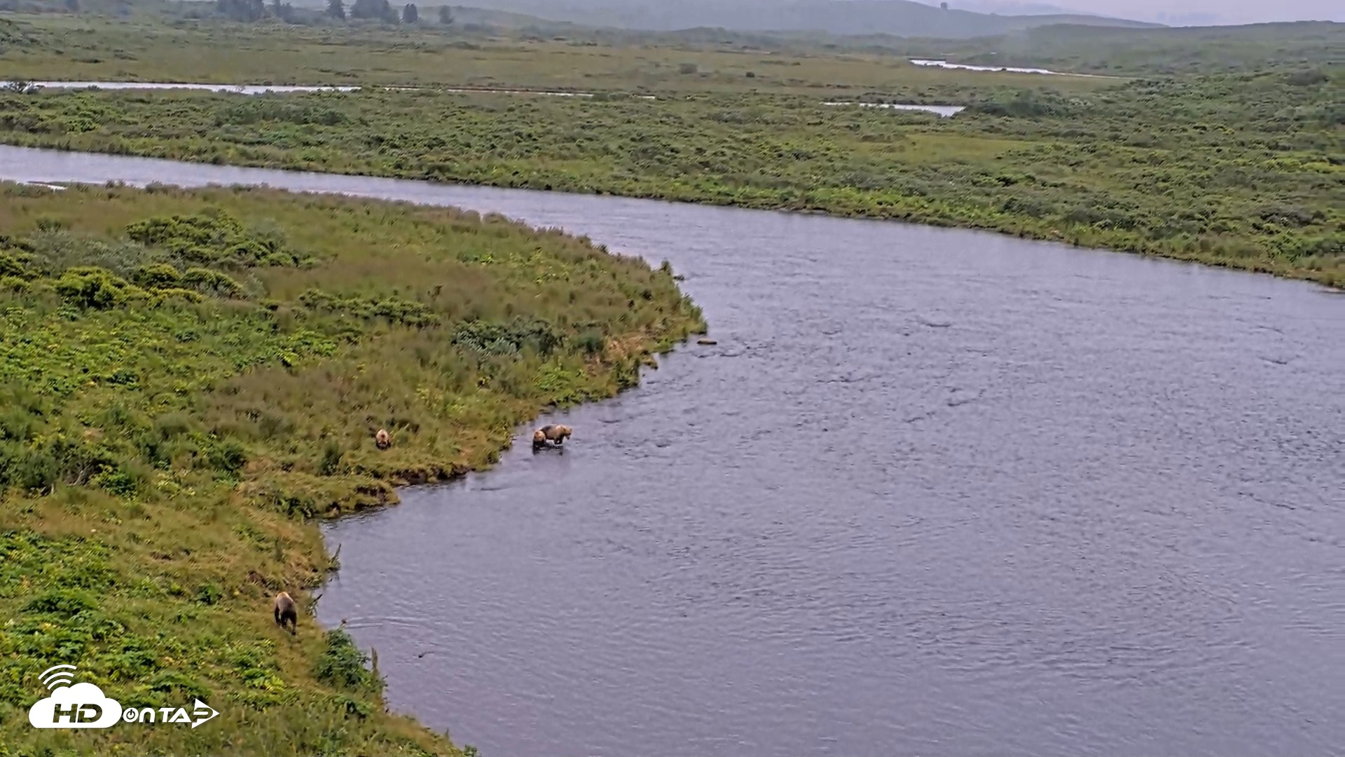 Snapshot of Kodiak Alaska Brown Bears Live Webcam taken Aug 10, 2026, 10:51am AKDT