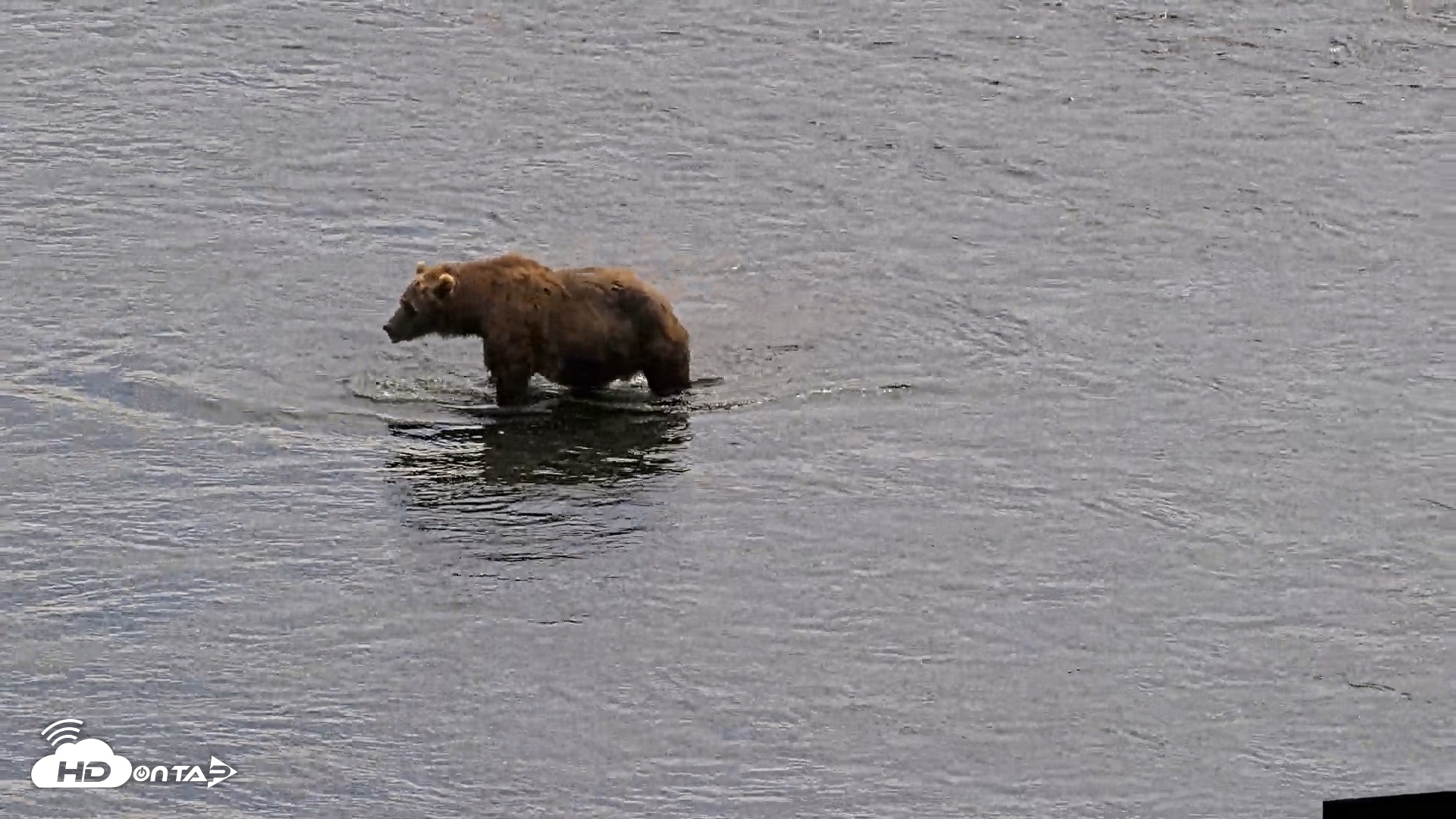 Snapshot of Kodiak Alaska Brown Bears Live Webcam taken Aug 6, 2026, 2:39pm AKDT