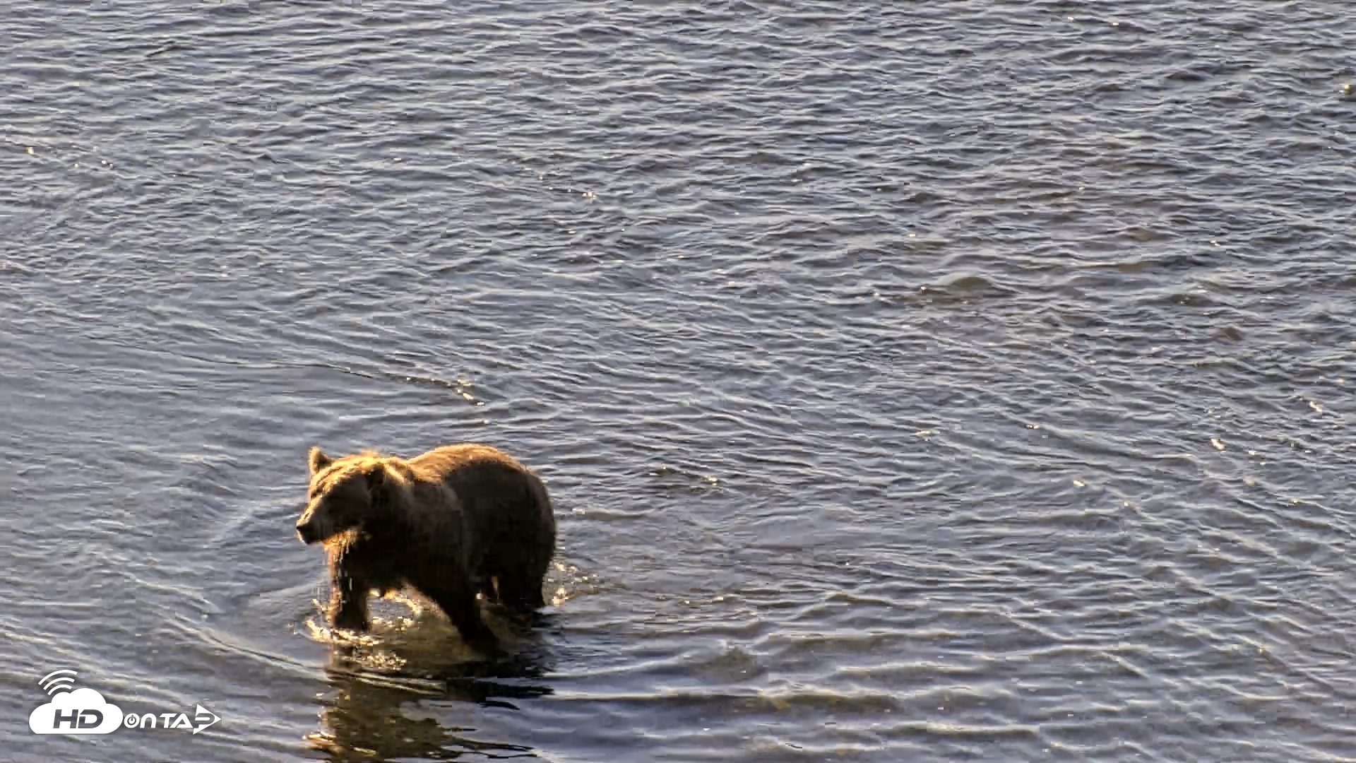 Snapshot of Kodiak Alaska Brown Bears Live Webcam taken Aug 23, 2026, 10:19am AKDT