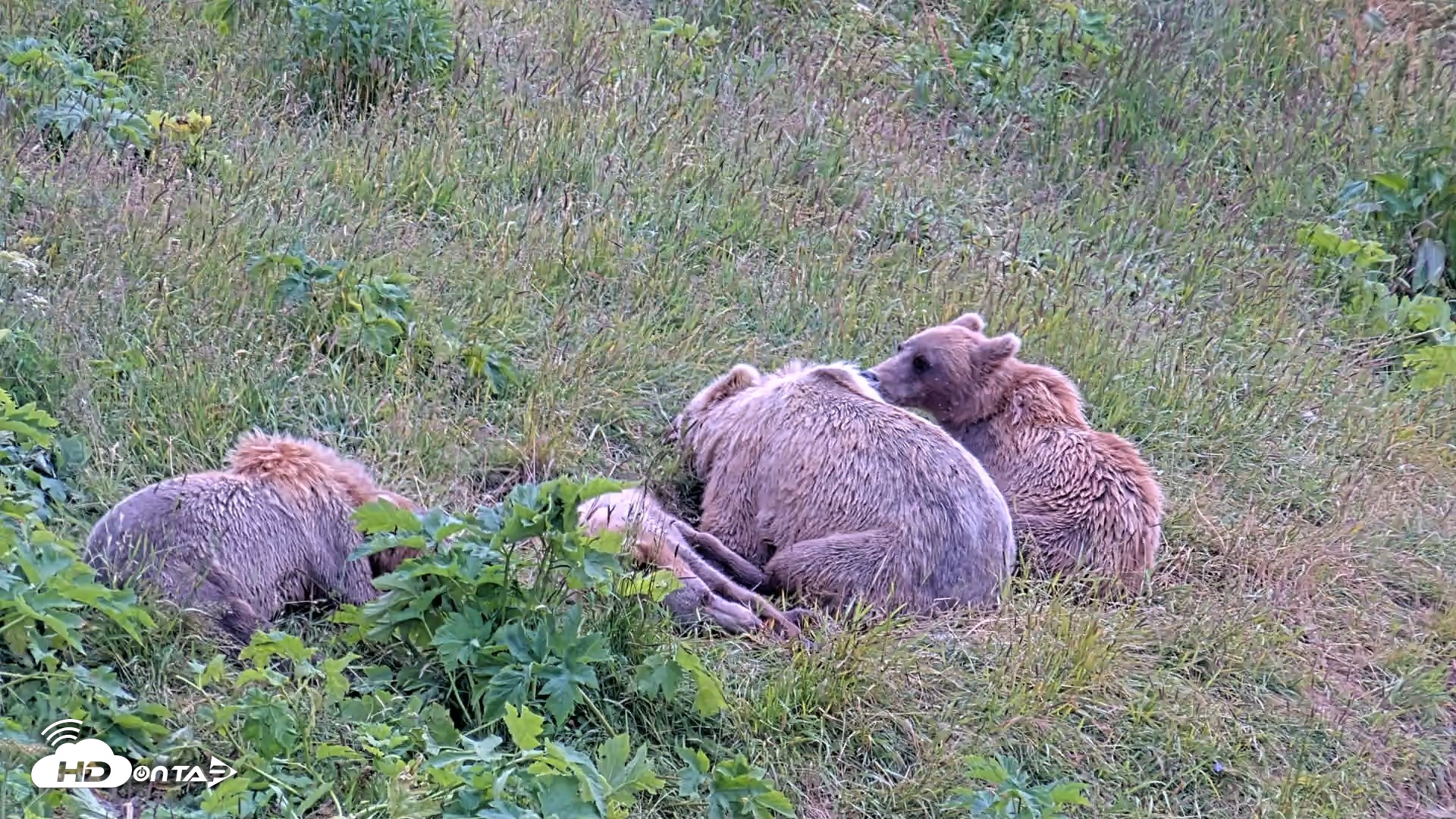 Snapshot of Kodiak Alaska Brown Bears Live Webcam taken Aug 2, 2026, 1:44pm AKDT