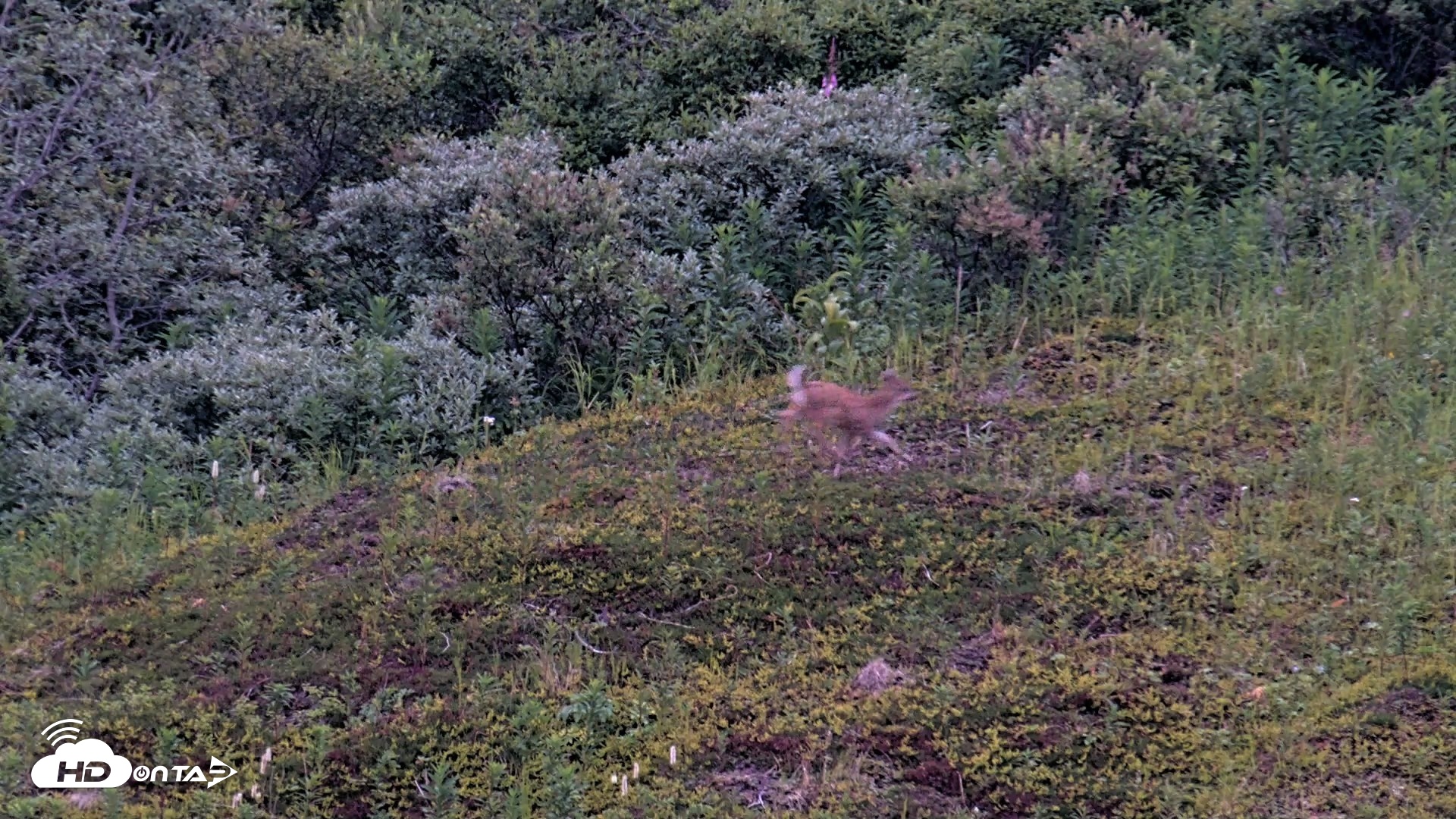 Snapshot of Kodiak Alaska Brown Bears Live Webcam taken Aug 9, 2026, 9:52pm AKDT