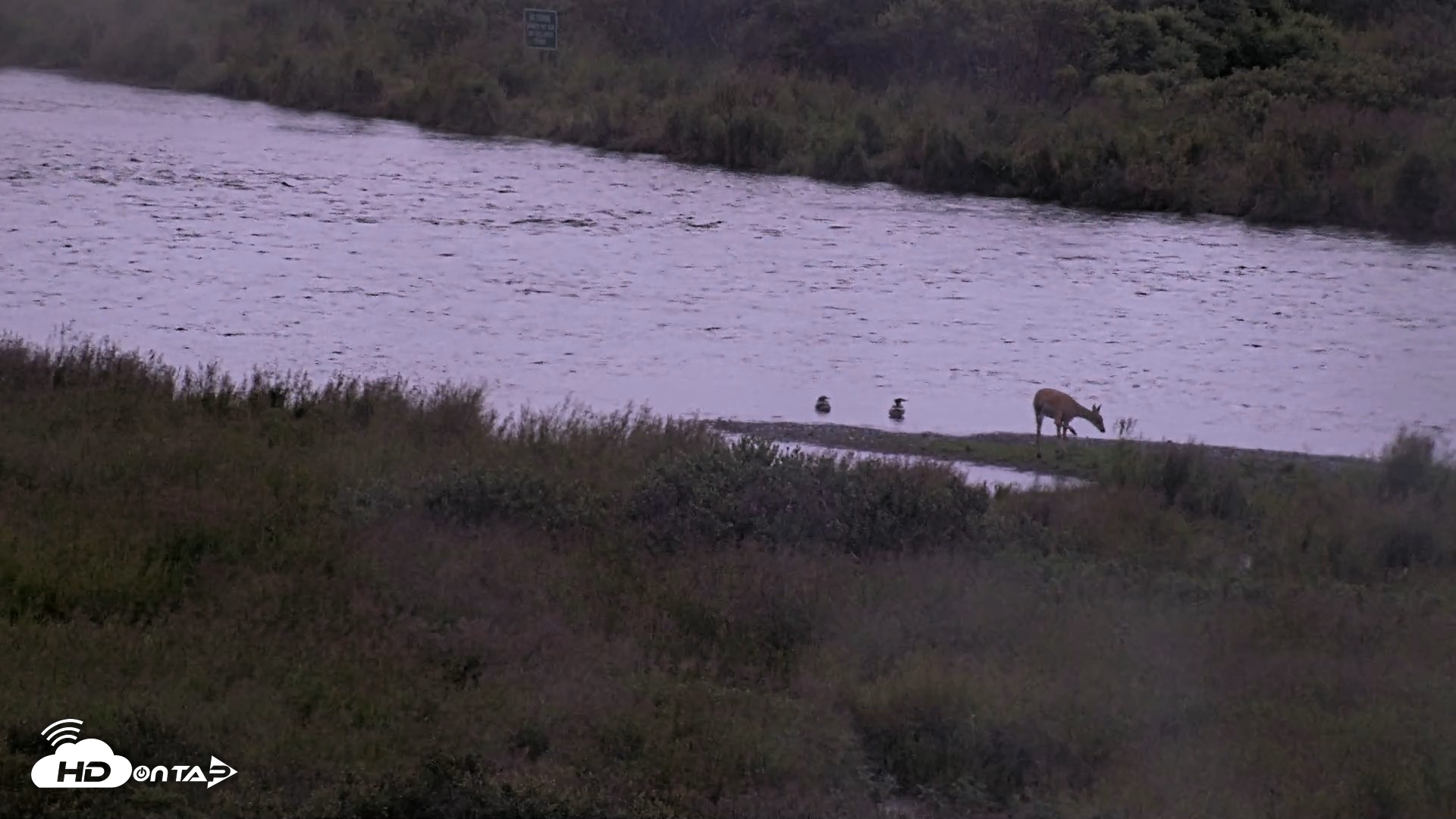 Snapshot of Kodiak Alaska Brown Bears Live Webcam taken Aug 14, 2026, 6:52am AKDT