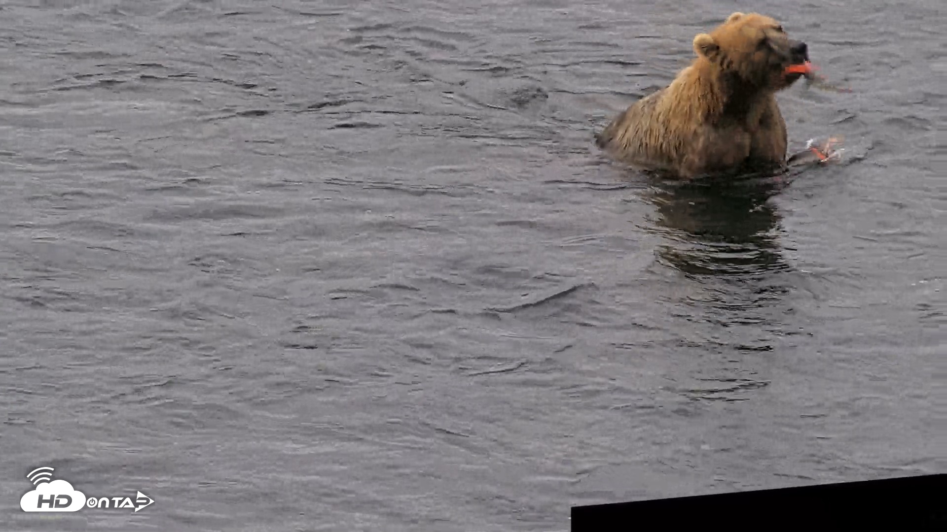 Snapshot of Kodiak Alaska Brown Bears Live Webcam taken Aug 7, 2026, 7:25am AKDT