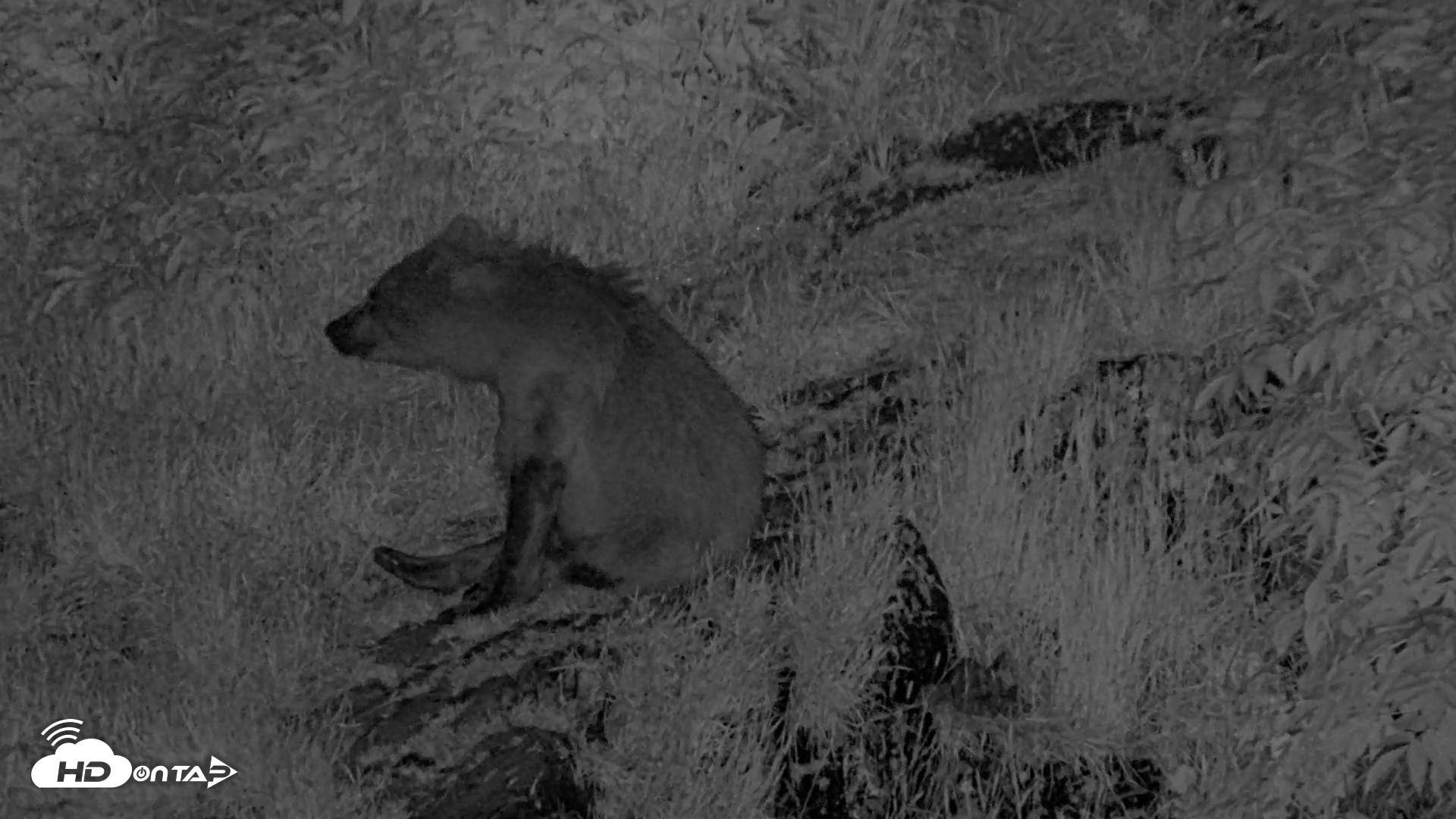 Snapshot of Kodiak Alaska Brown Bears Live Webcam taken Aug 5, 2026, 11:31pm AKDT